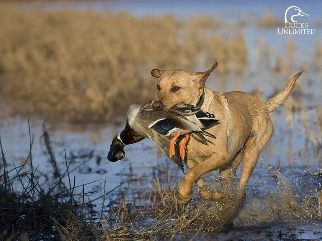 Wallpaper Black Lab Duck Hunting Wallpapers