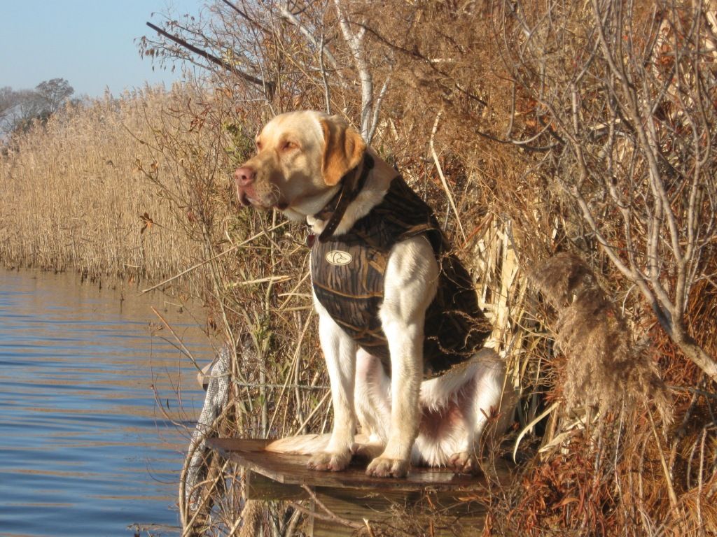 Wallpaper Black Lab Duck Hunting Wallpapers