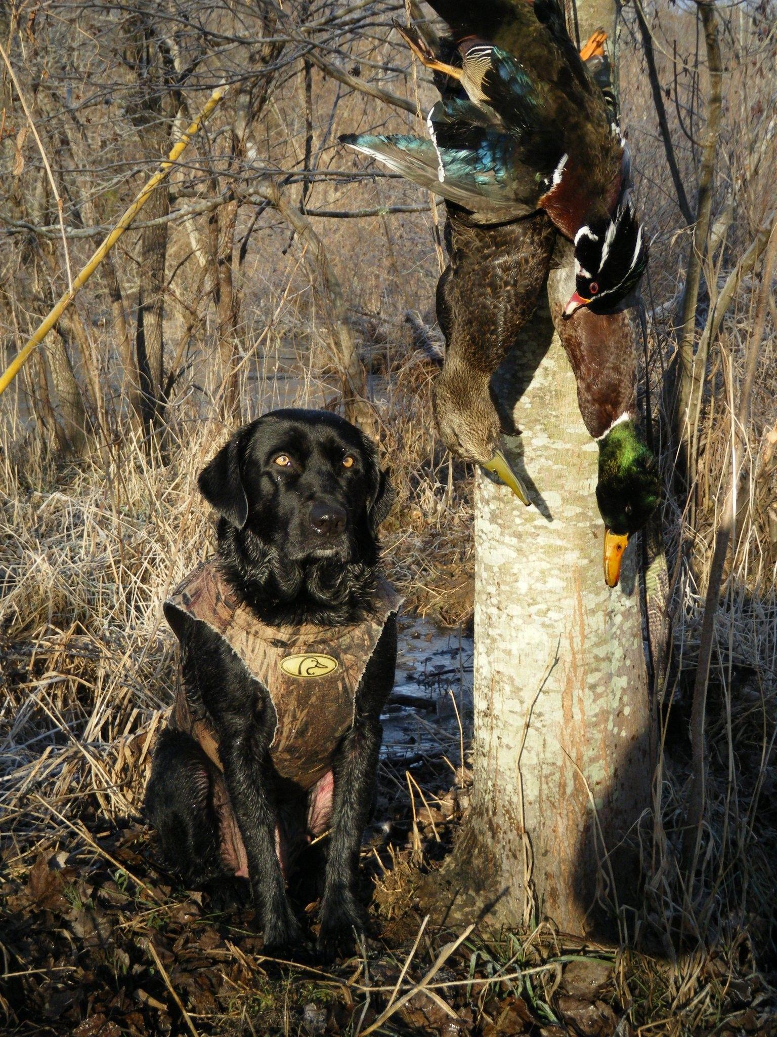 Wallpaper Black Lab Duck Hunting Wallpapers