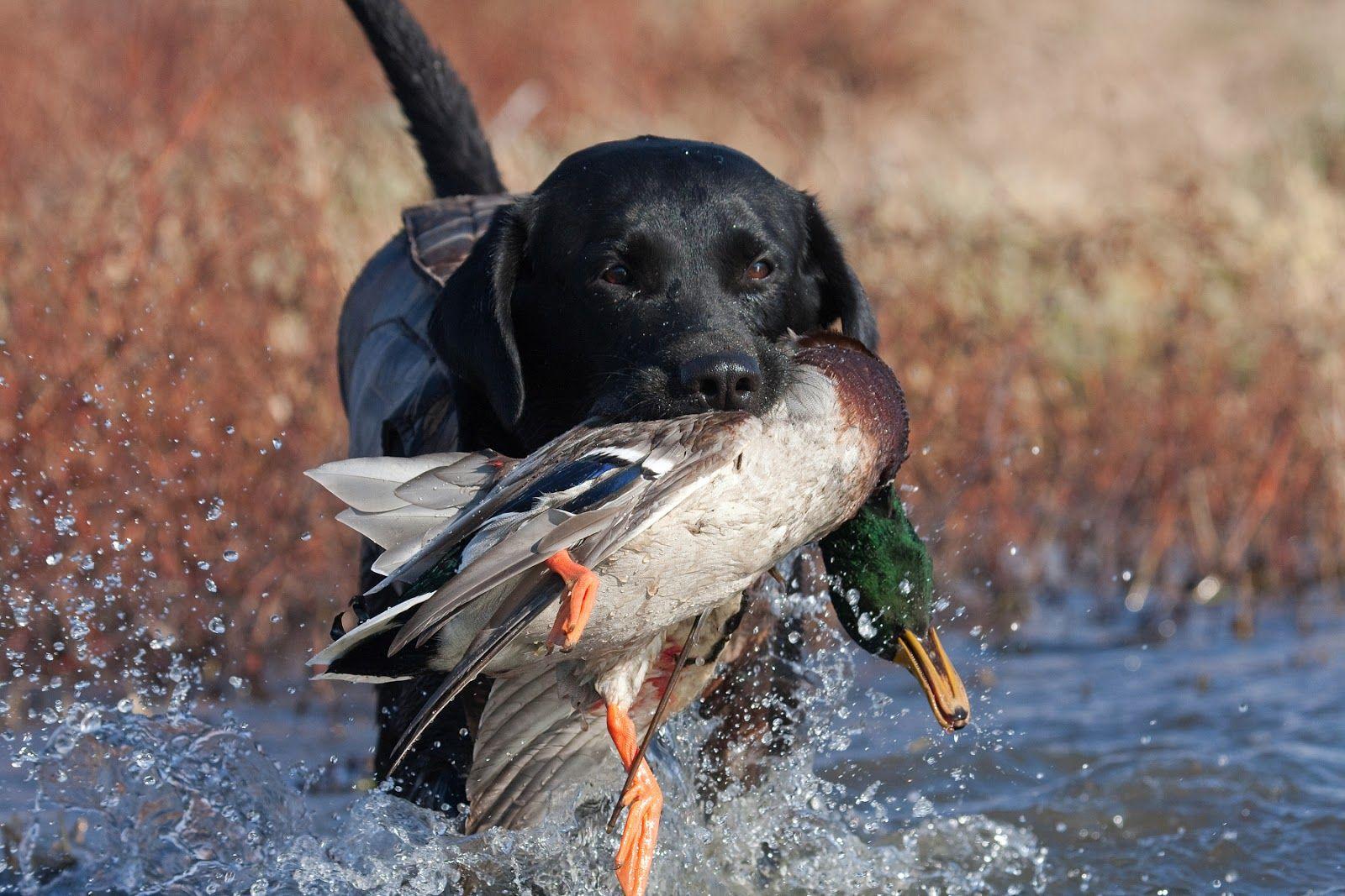 Wallpaper Black Lab Duck Hunting Wallpapers