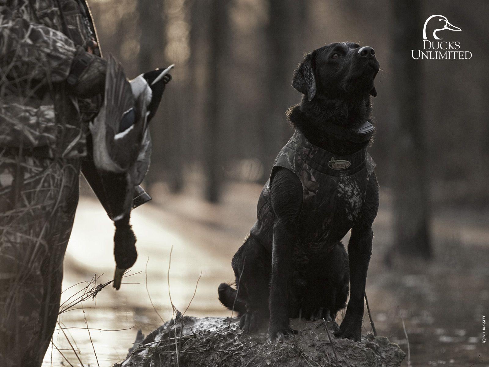 Wallpaper Black Lab Duck Hunting Wallpapers