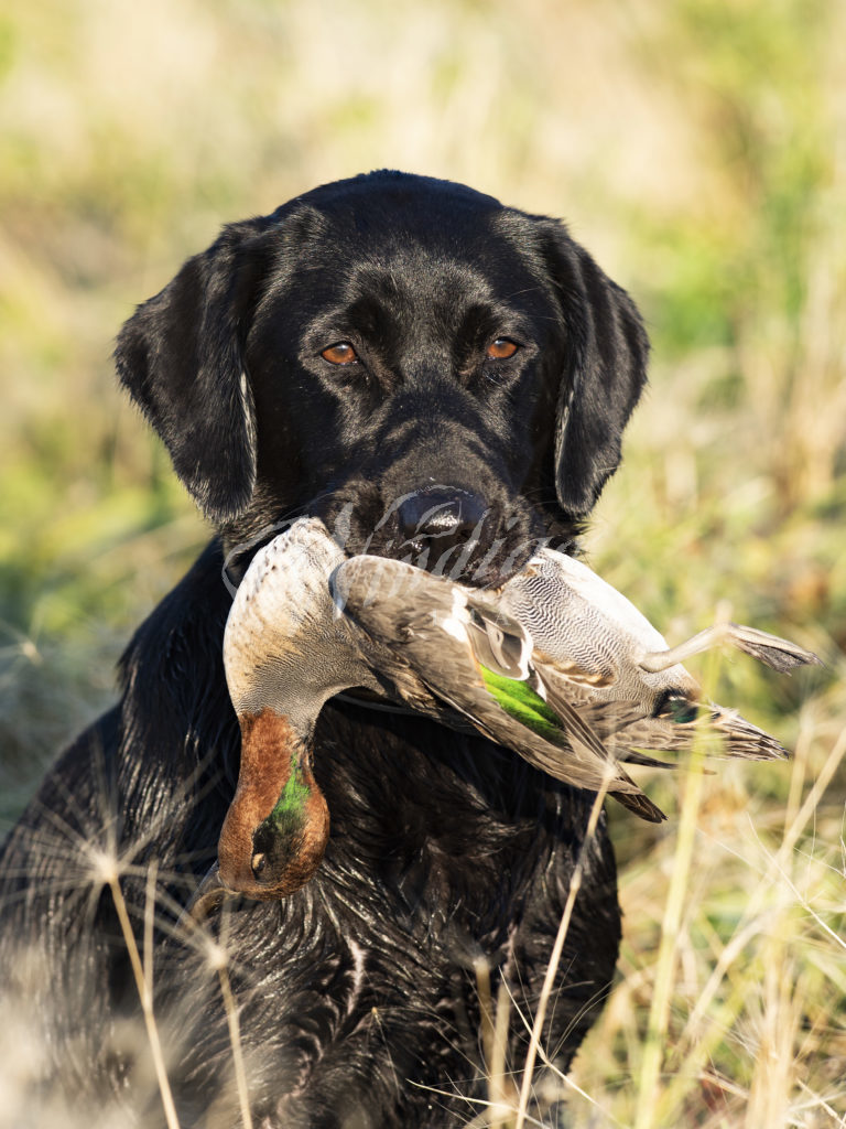 Wallpaper Black Lab Duck Hunting Wallpapers