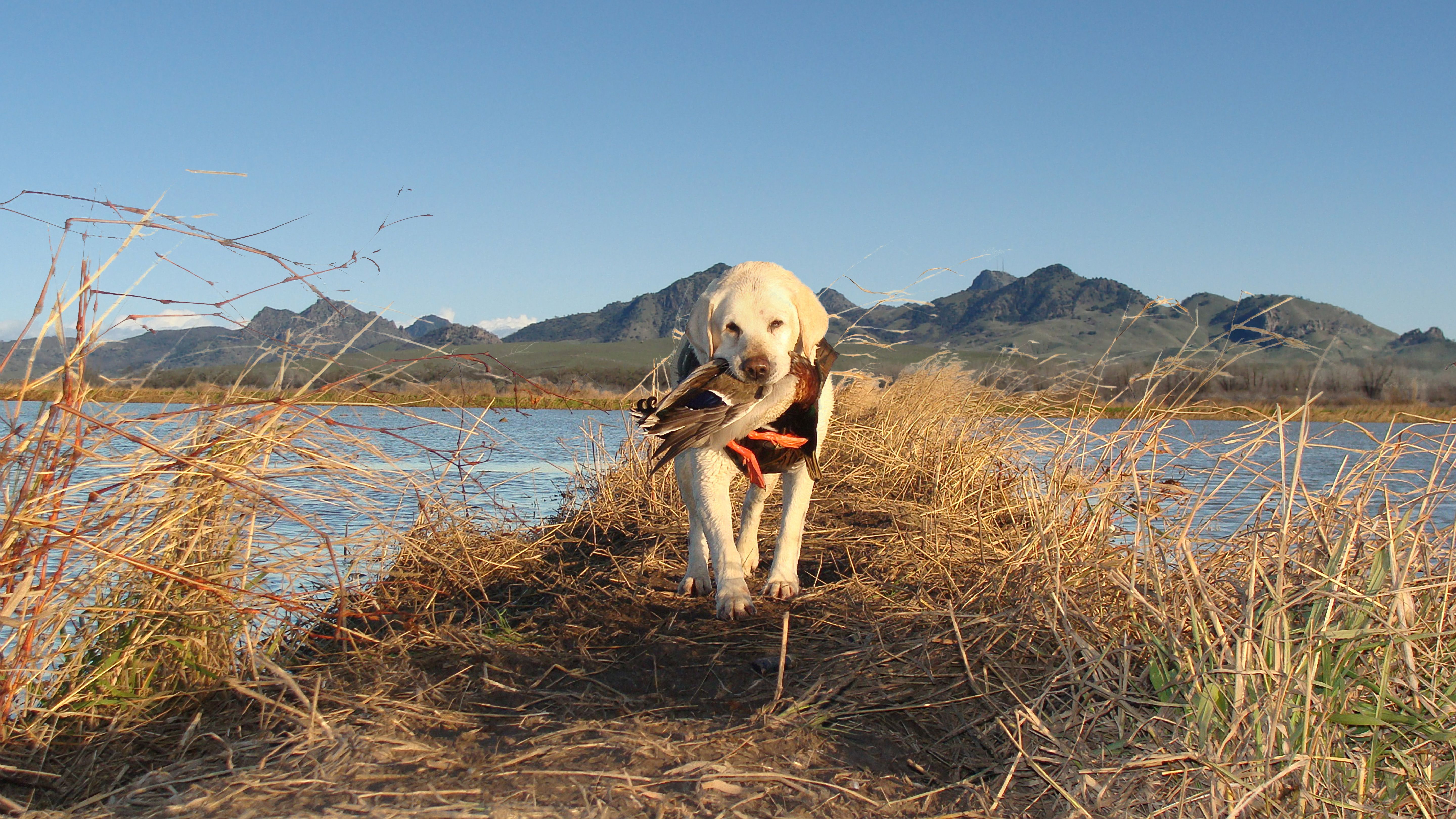 Wallpaper Black Lab Duck Hunting Wallpapers