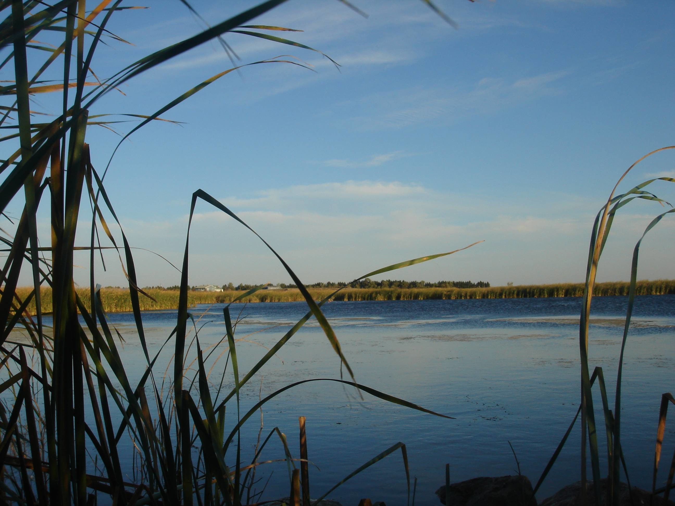 Wallpaper Black Lab Duck Hunting Wallpapers