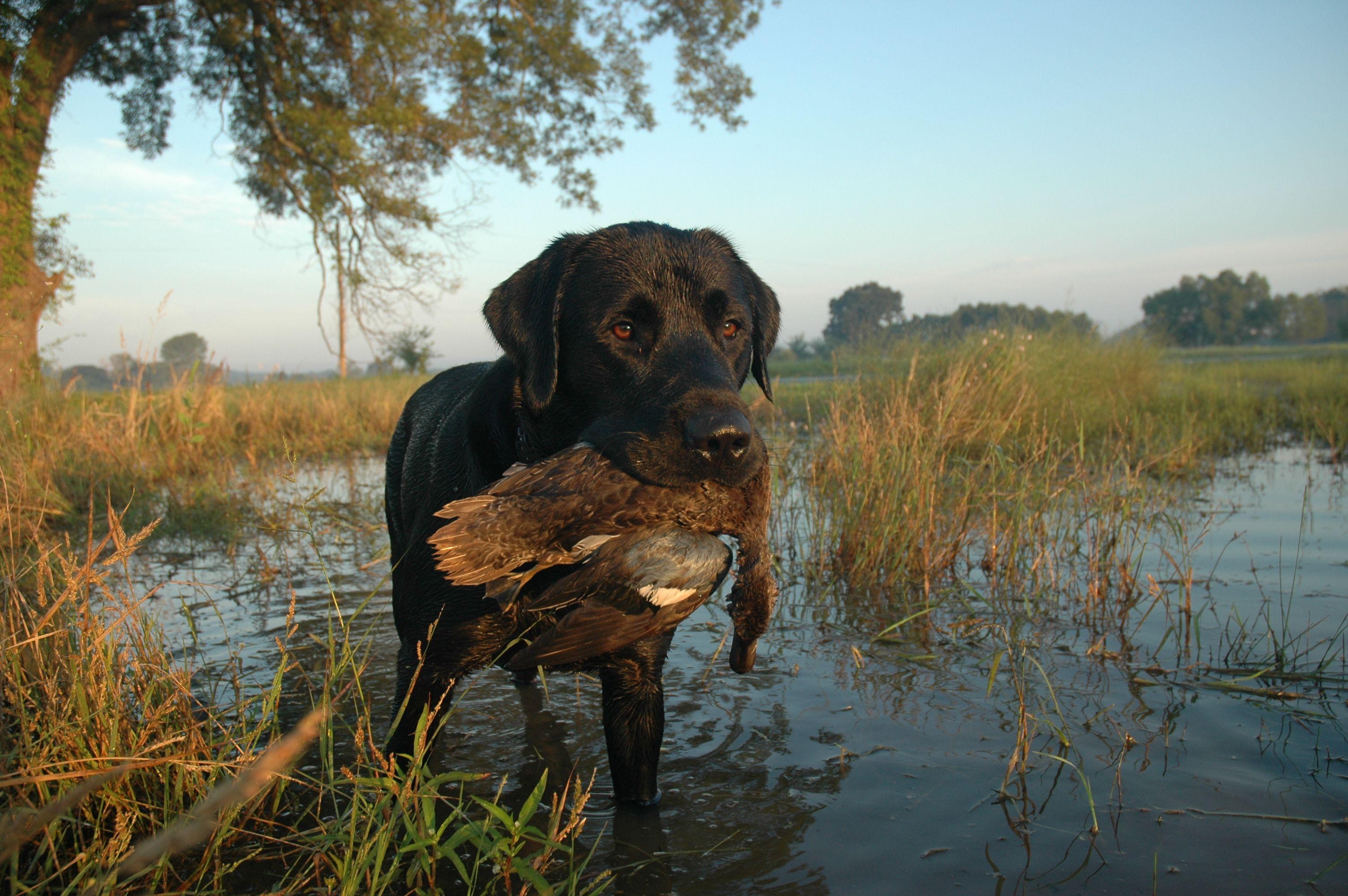 Wallpaper Black Lab Duck Hunting Wallpapers