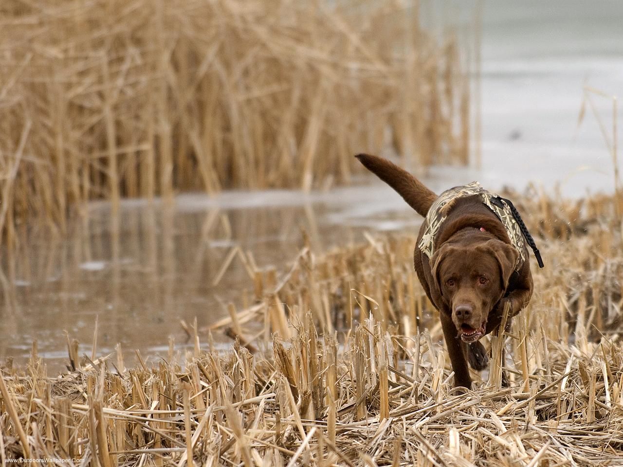 Wallpaper Black Lab Duck Hunting Wallpapers