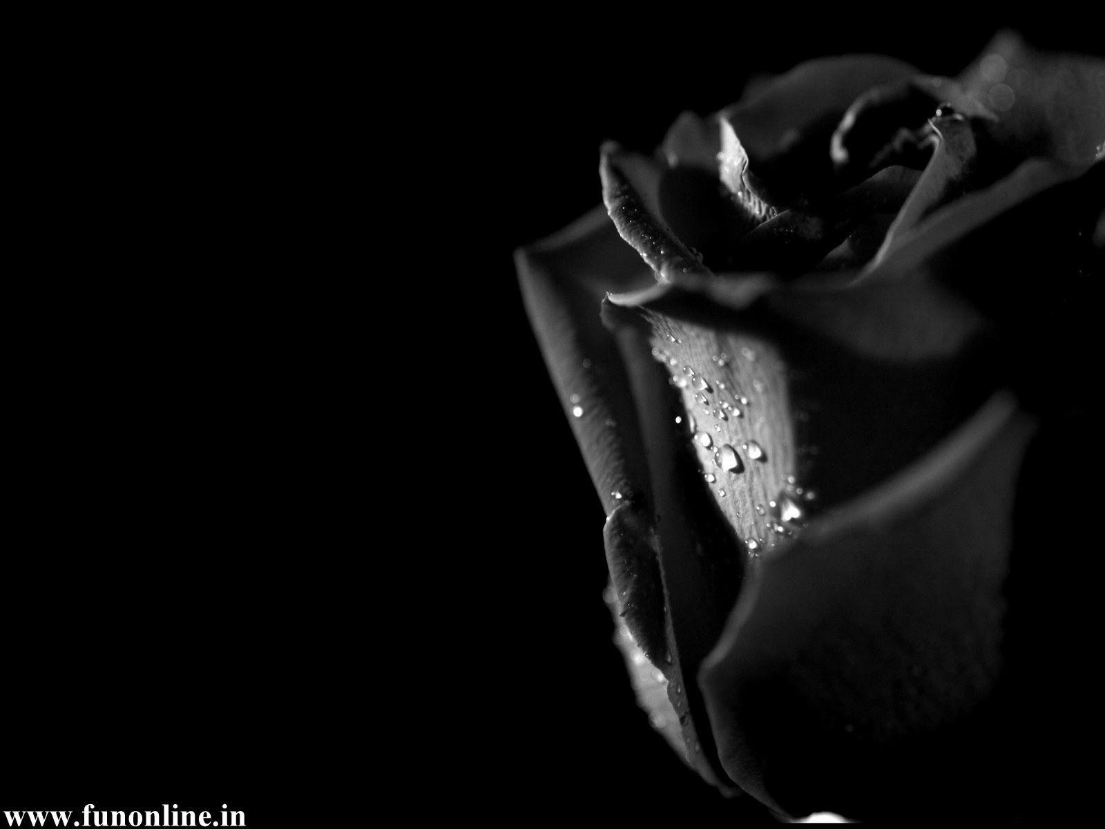 Wallpaper Black Roses Wallpapers