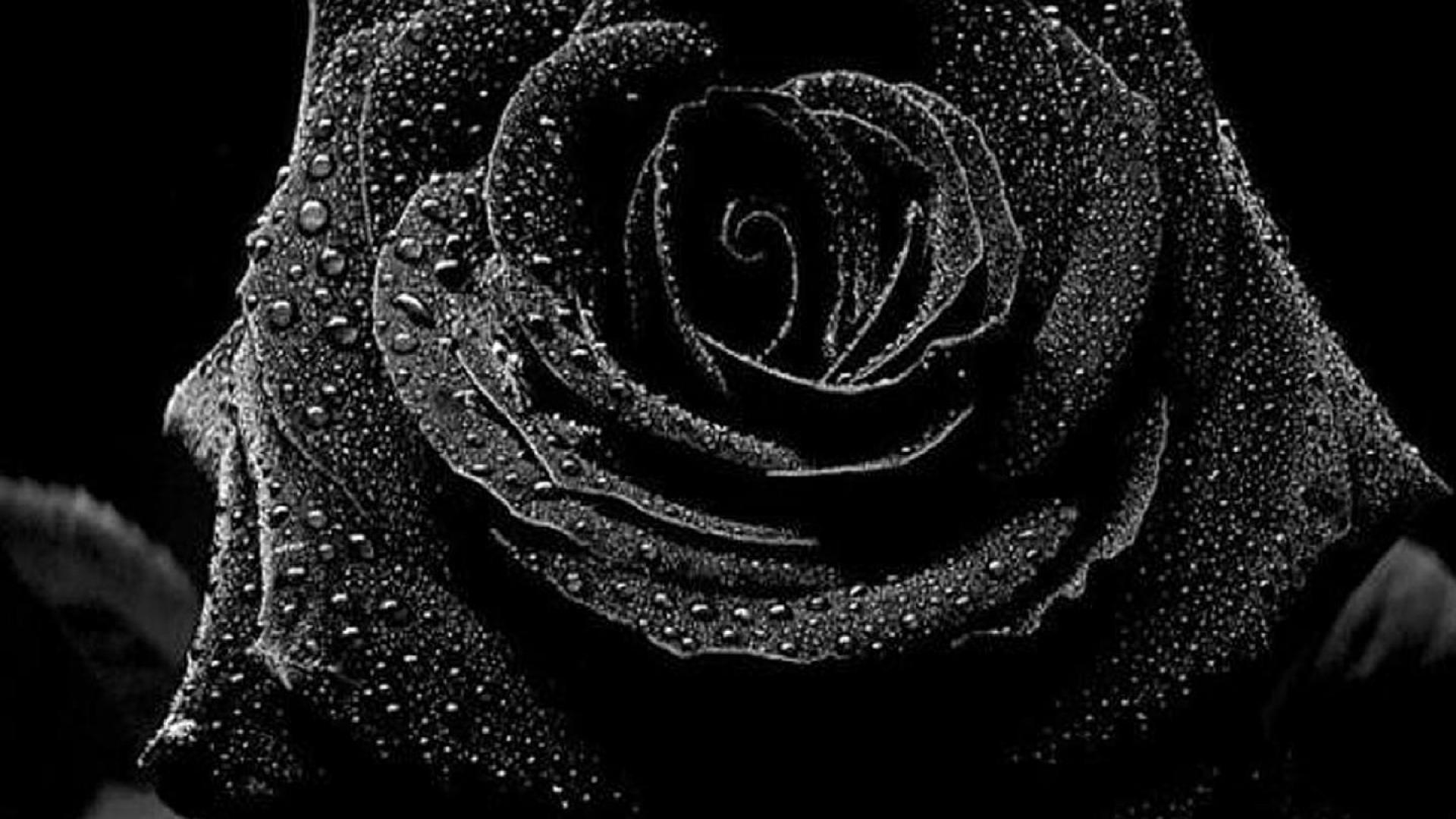 Wallpaper Black Roses Wallpapers