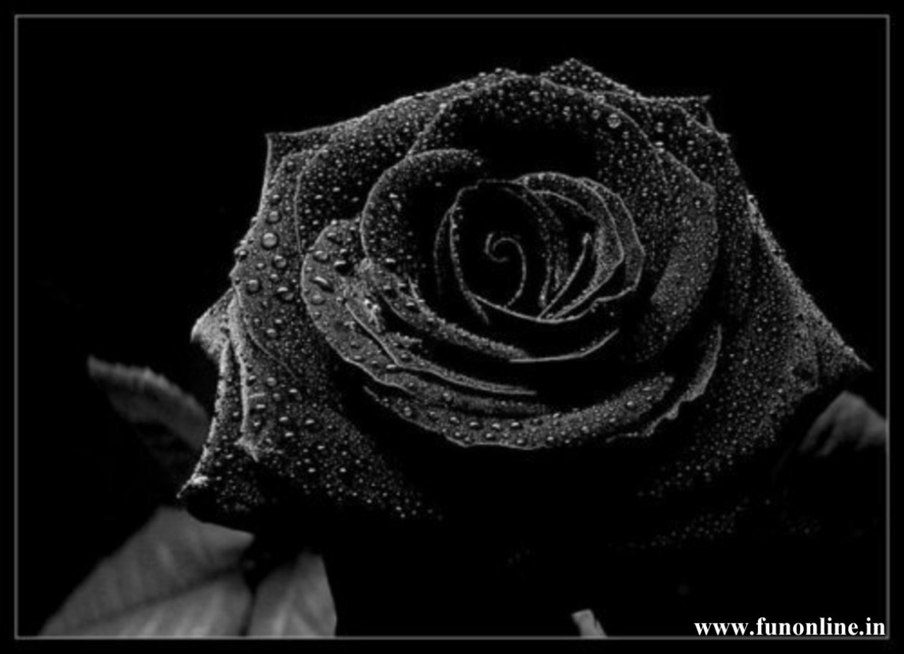 Wallpaper Black Roses Wallpapers