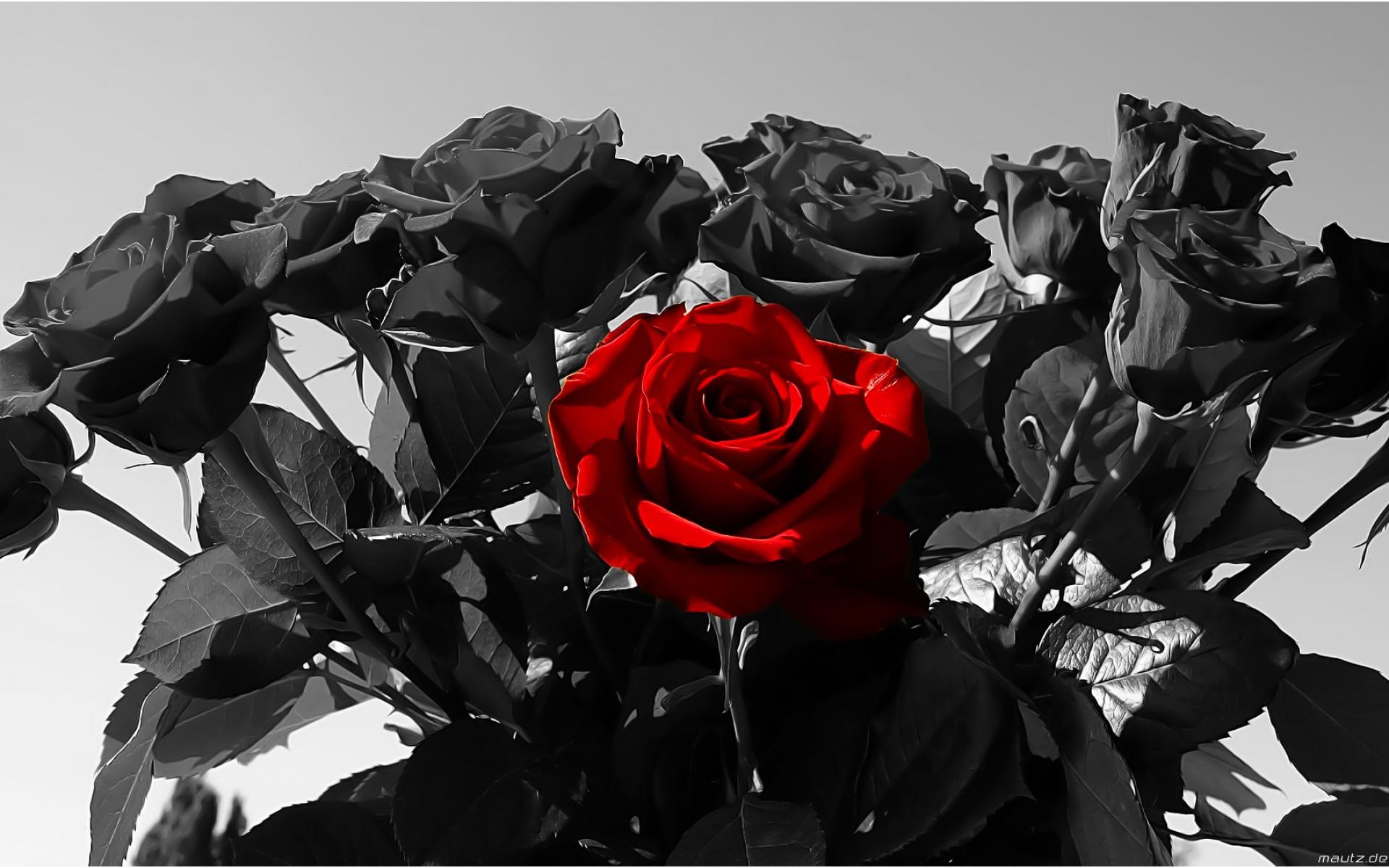 Wallpaper Black Roses Wallpapers