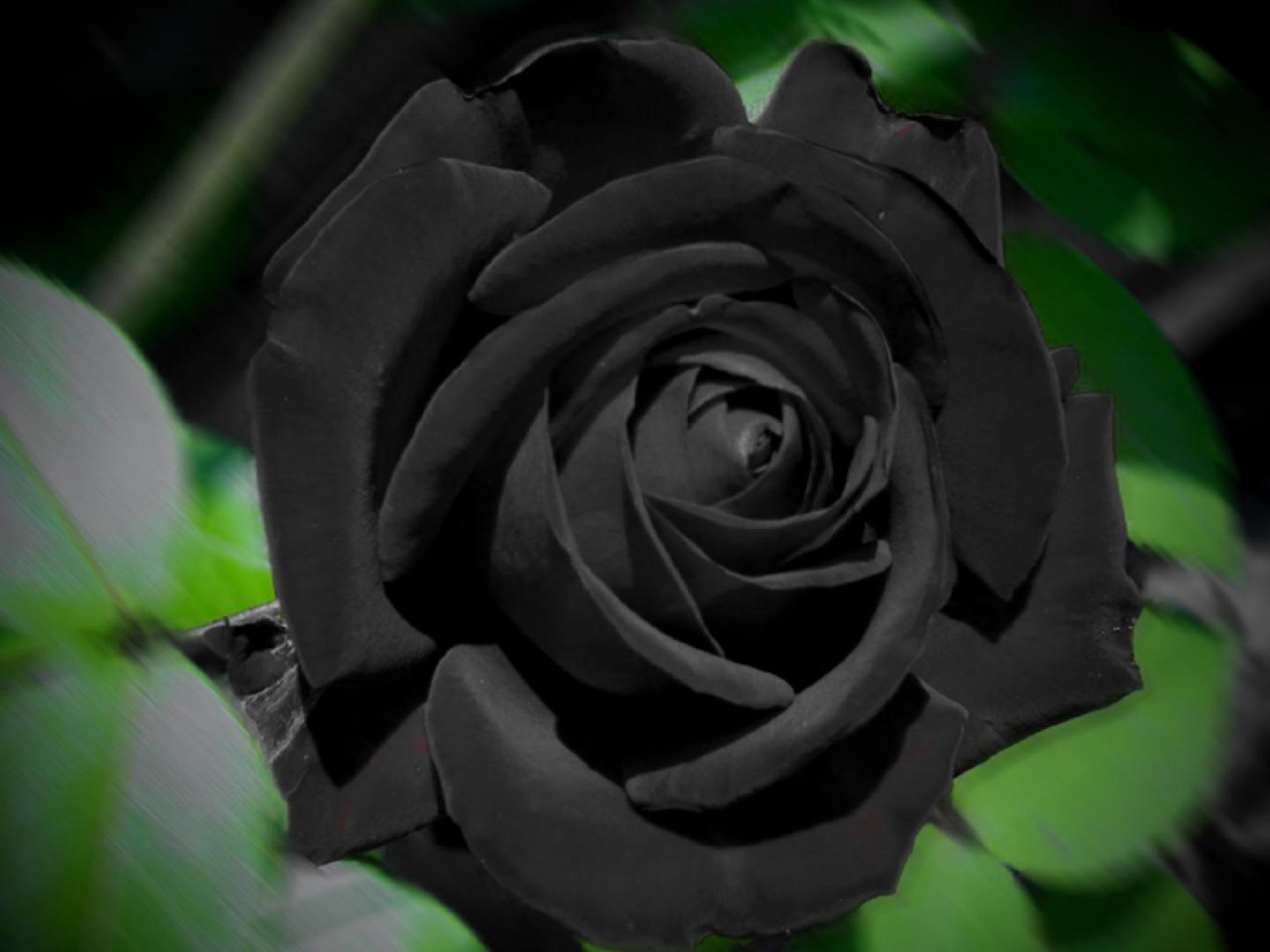 Wallpaper Black Roses Wallpapers