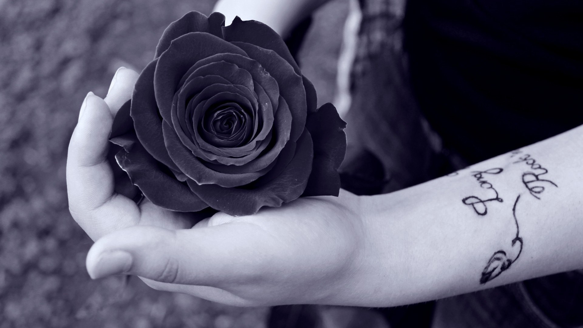 Wallpaper Black Roses Wallpapers