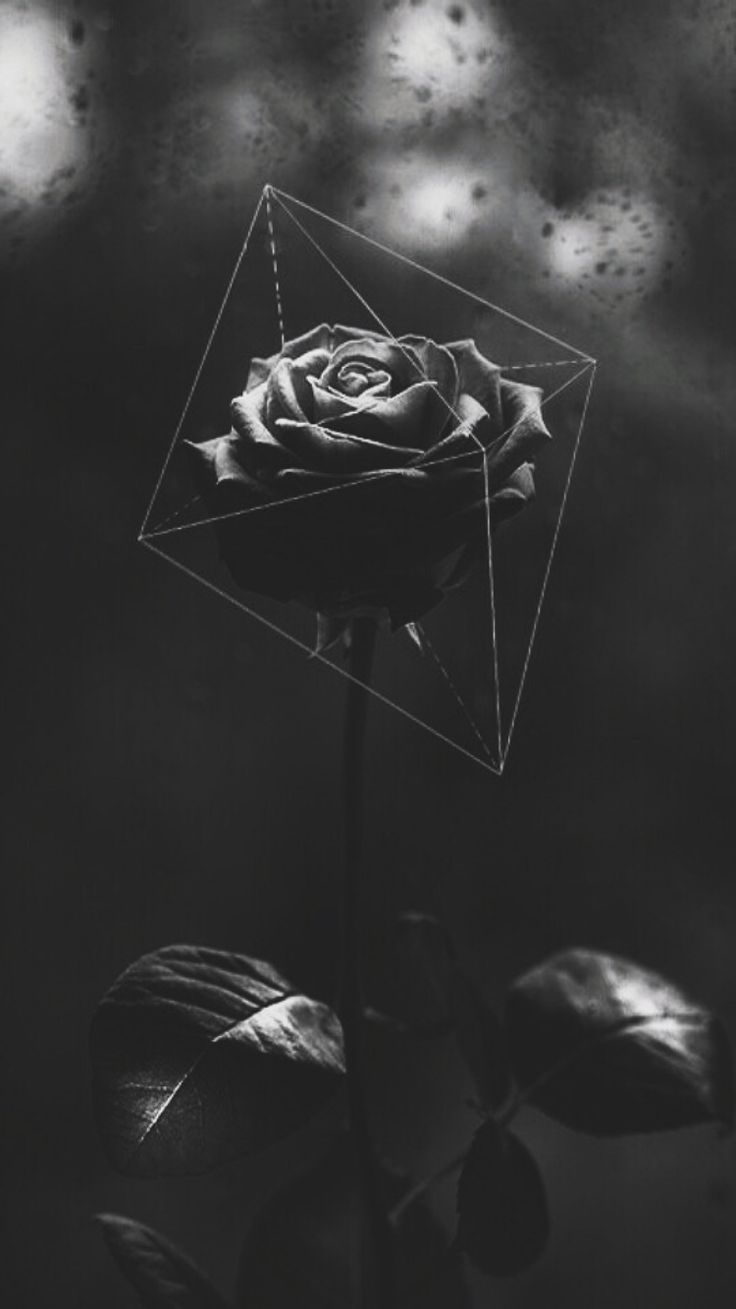 Wallpaper Black Roses Wallpapers