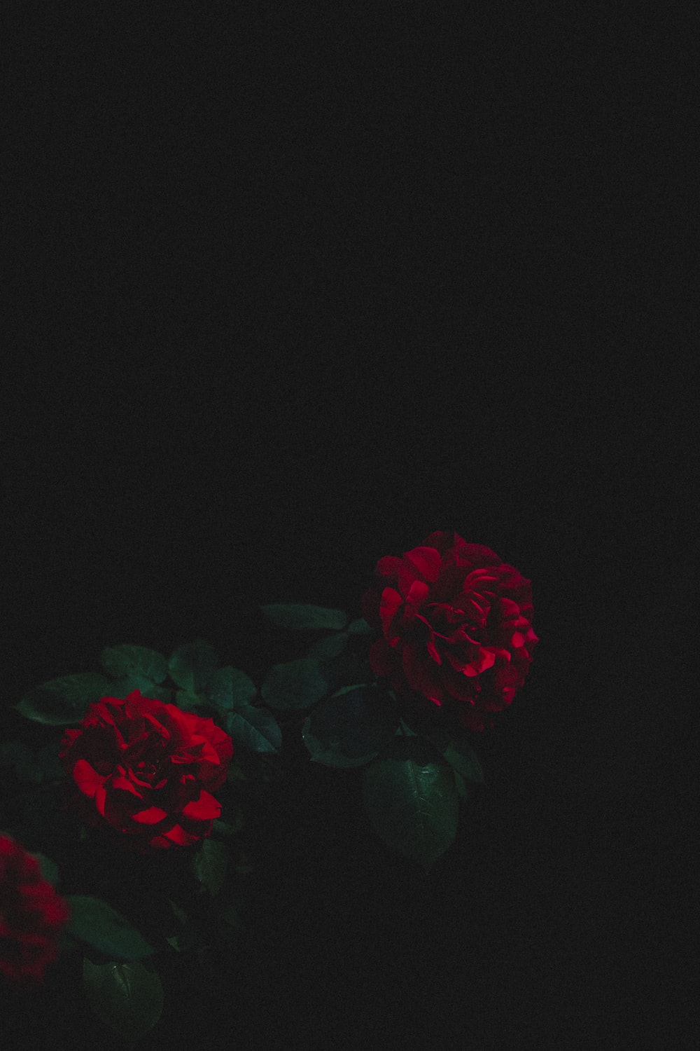 Wallpaper Black Roses Wallpapers