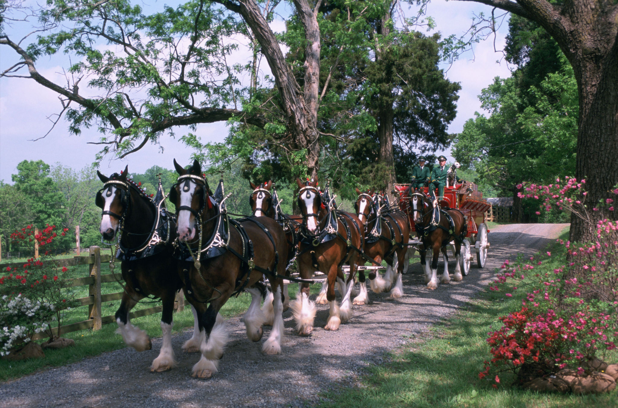 Wallpaper Budweiser Clydesdales Wallpapers