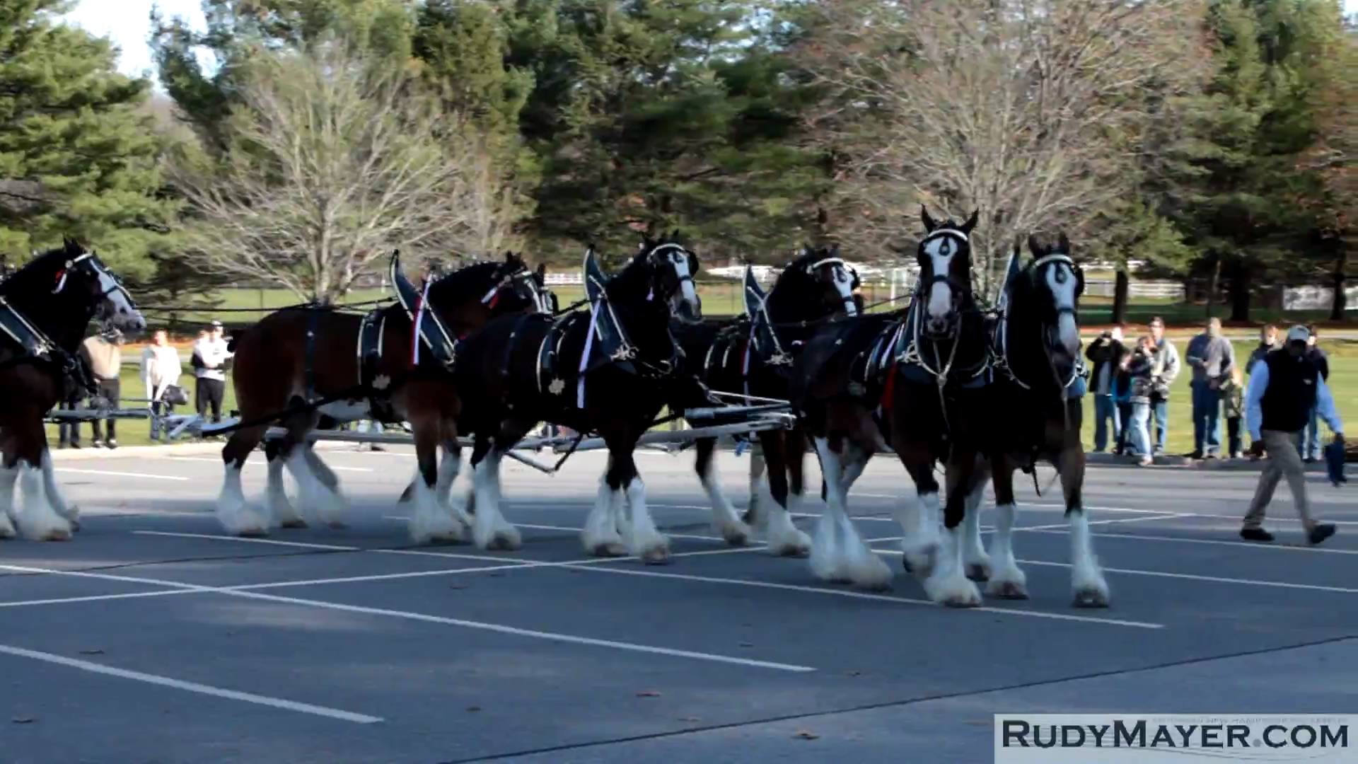 Wallpaper Budweiser Clydesdales Wallpapers