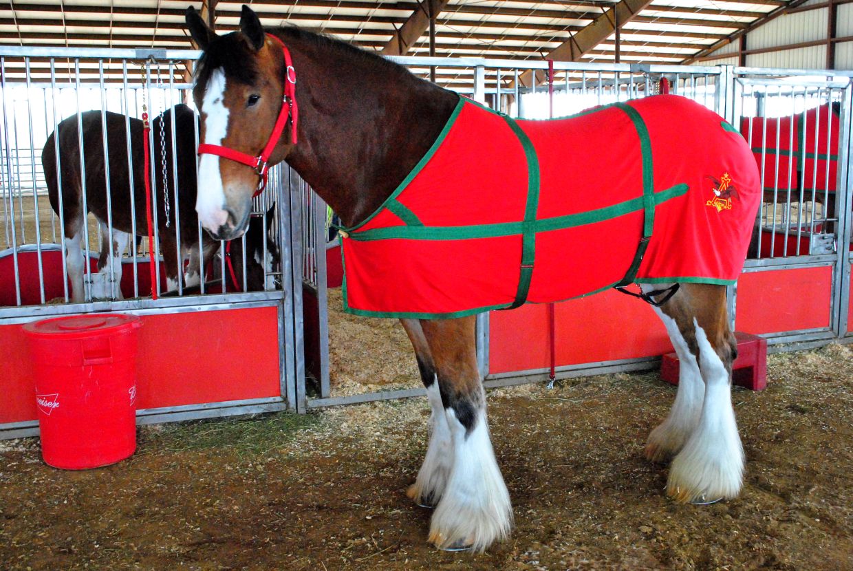 Wallpaper Budweiser Clydesdales Wallpapers