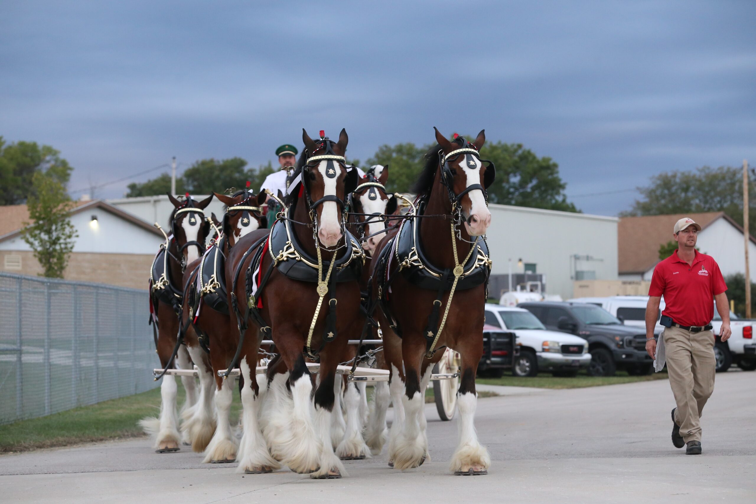 Wallpaper Budweiser Clydesdales Wallpapers