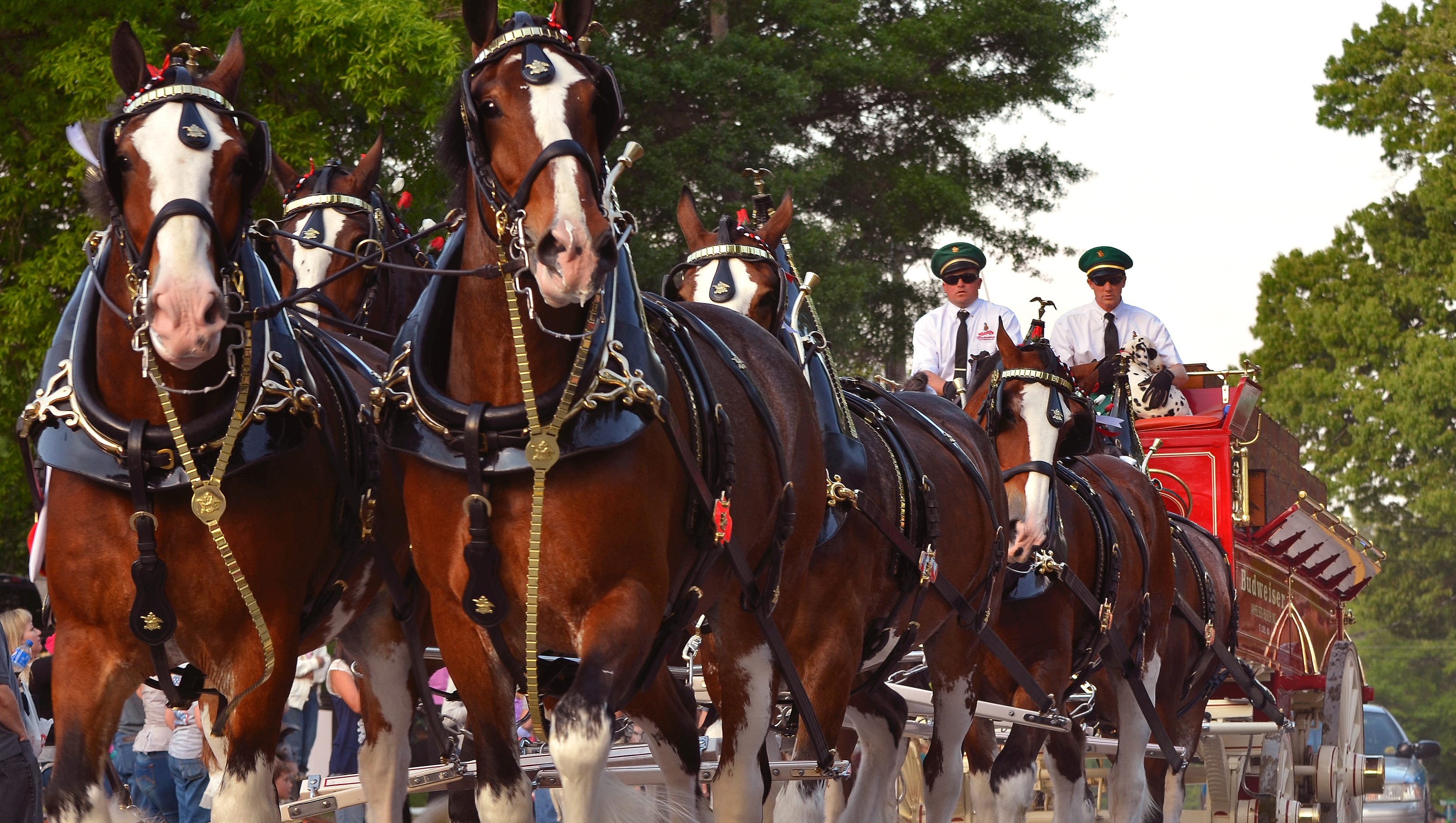 Wallpaper Budweiser Clydesdales Wallpapers