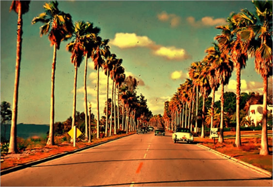 Wallpaper California Palm Trees Wallpapers