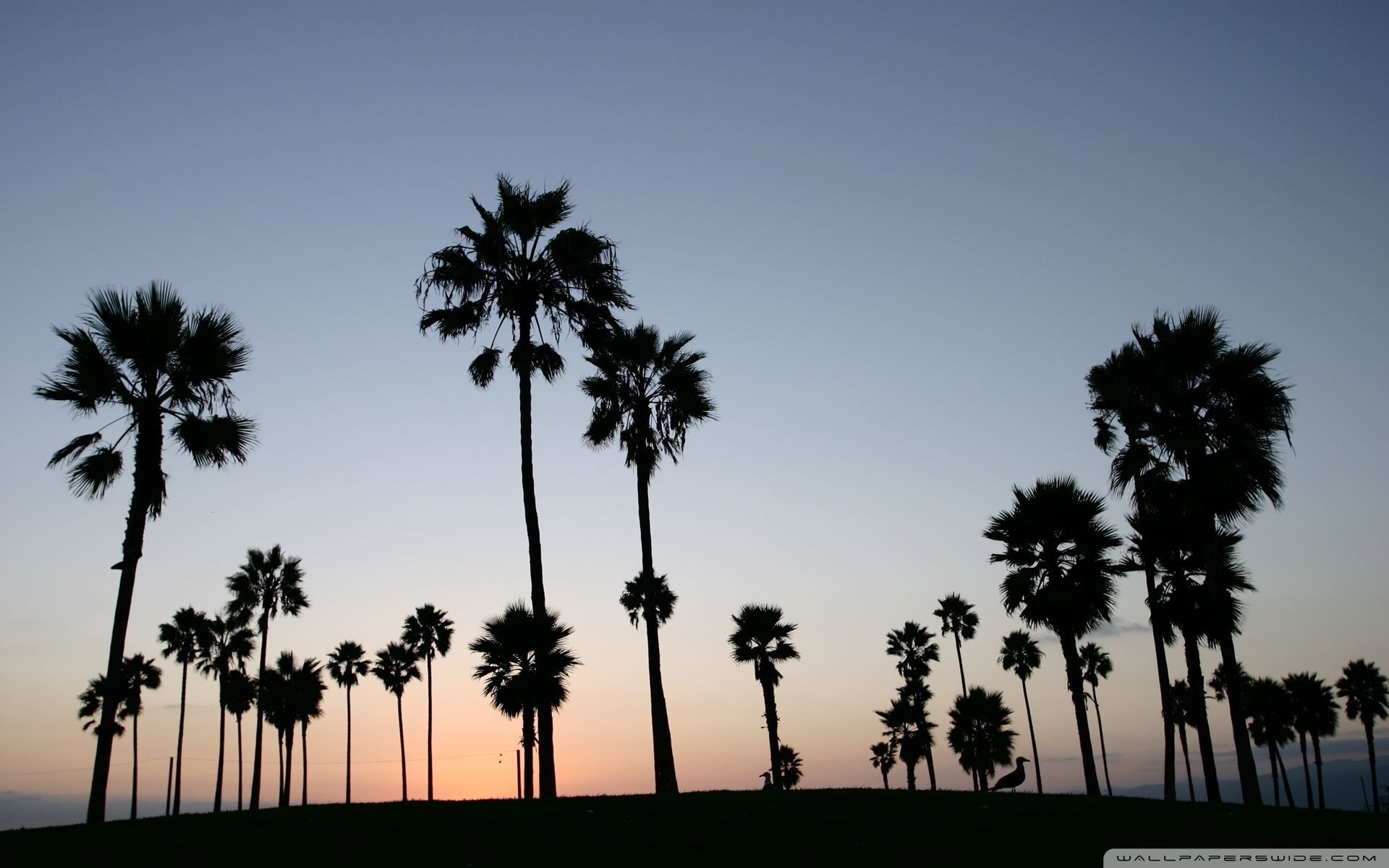 Wallpaper California Palm Trees Wallpapers