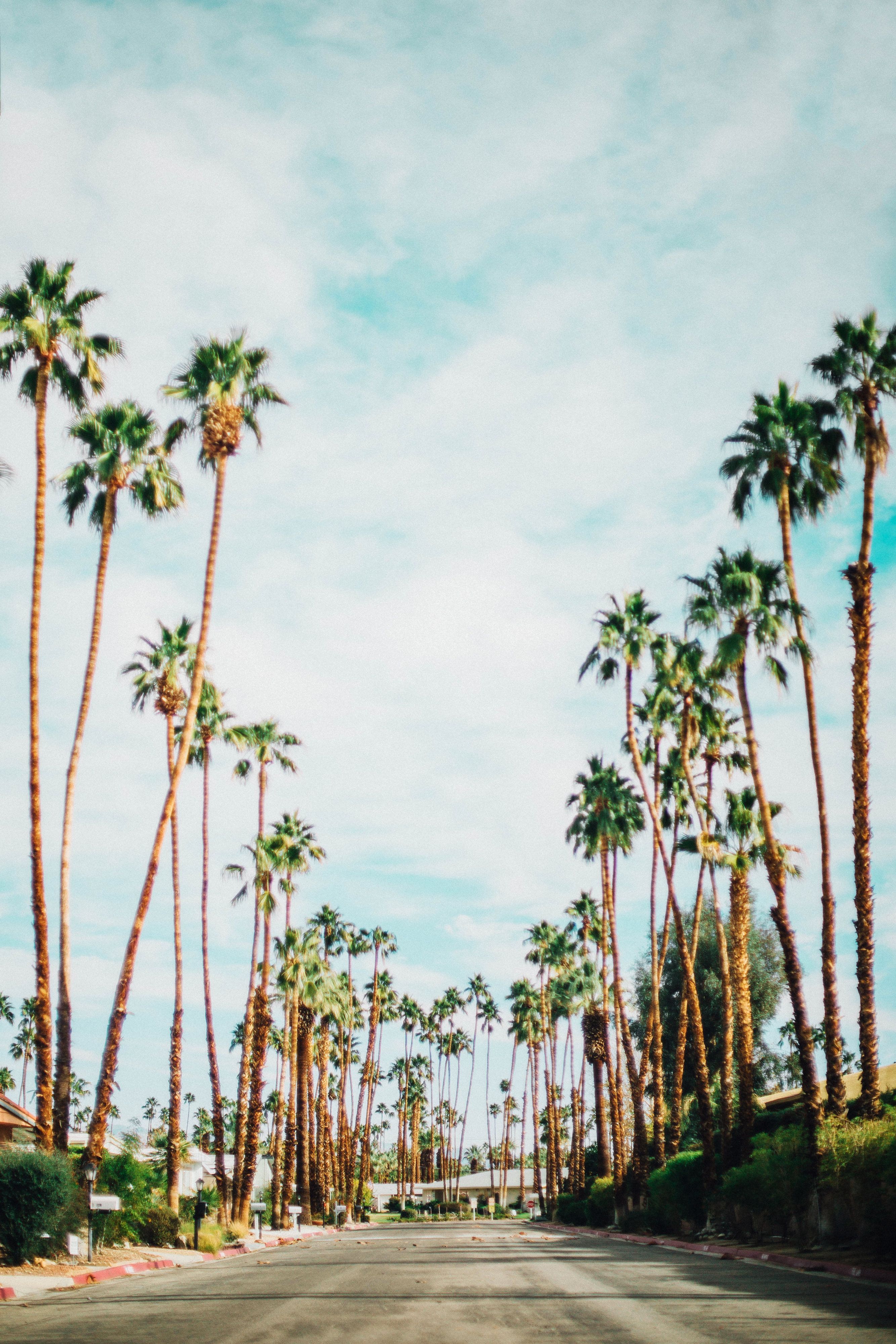 Wallpaper California Palm Trees Wallpapers