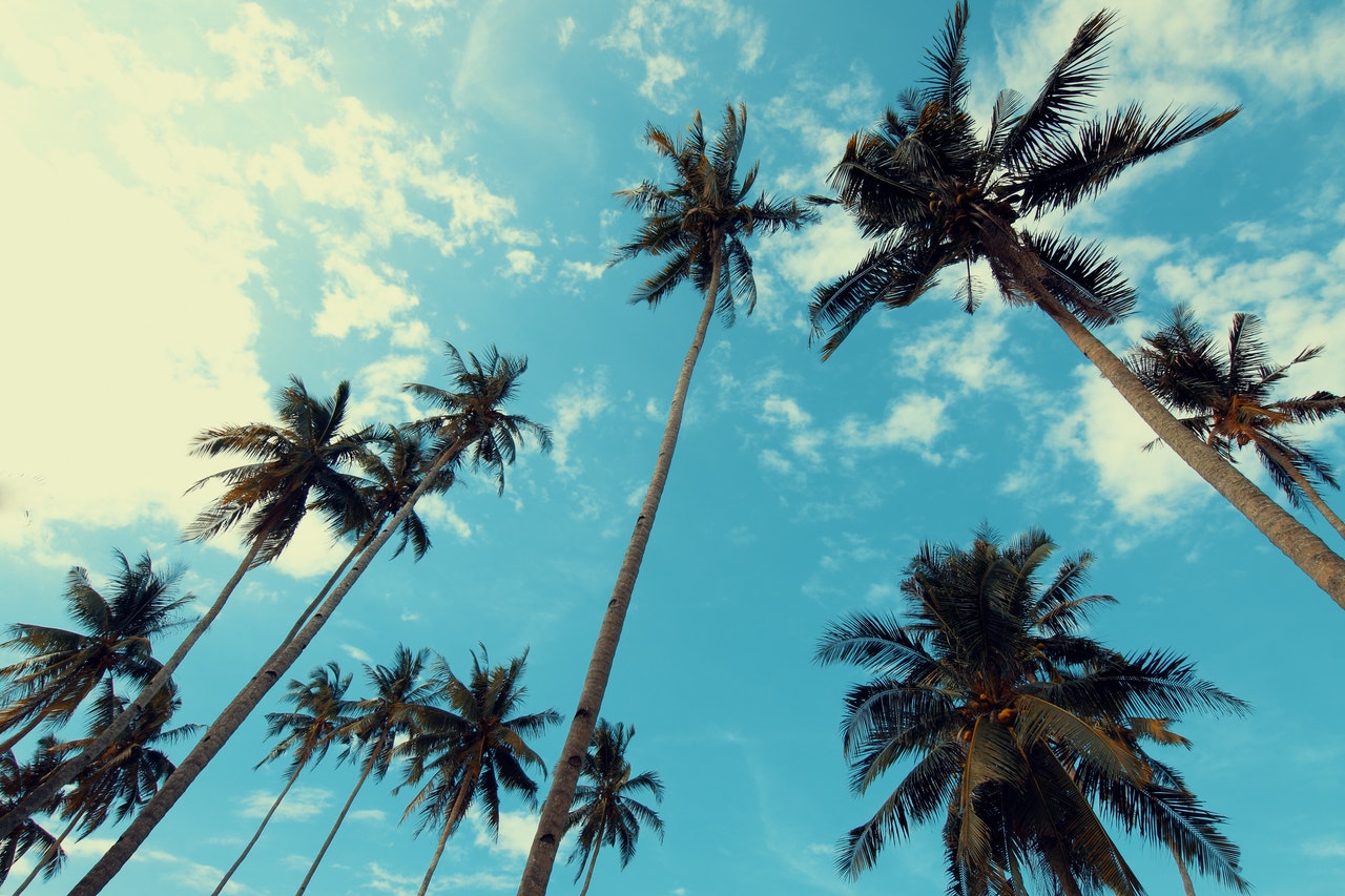 Wallpaper California Palm Trees Wallpapers