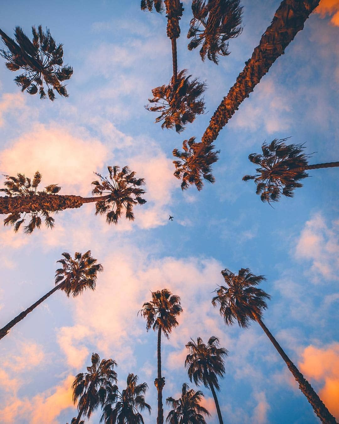 Wallpaper California Palm Trees Wallpapers