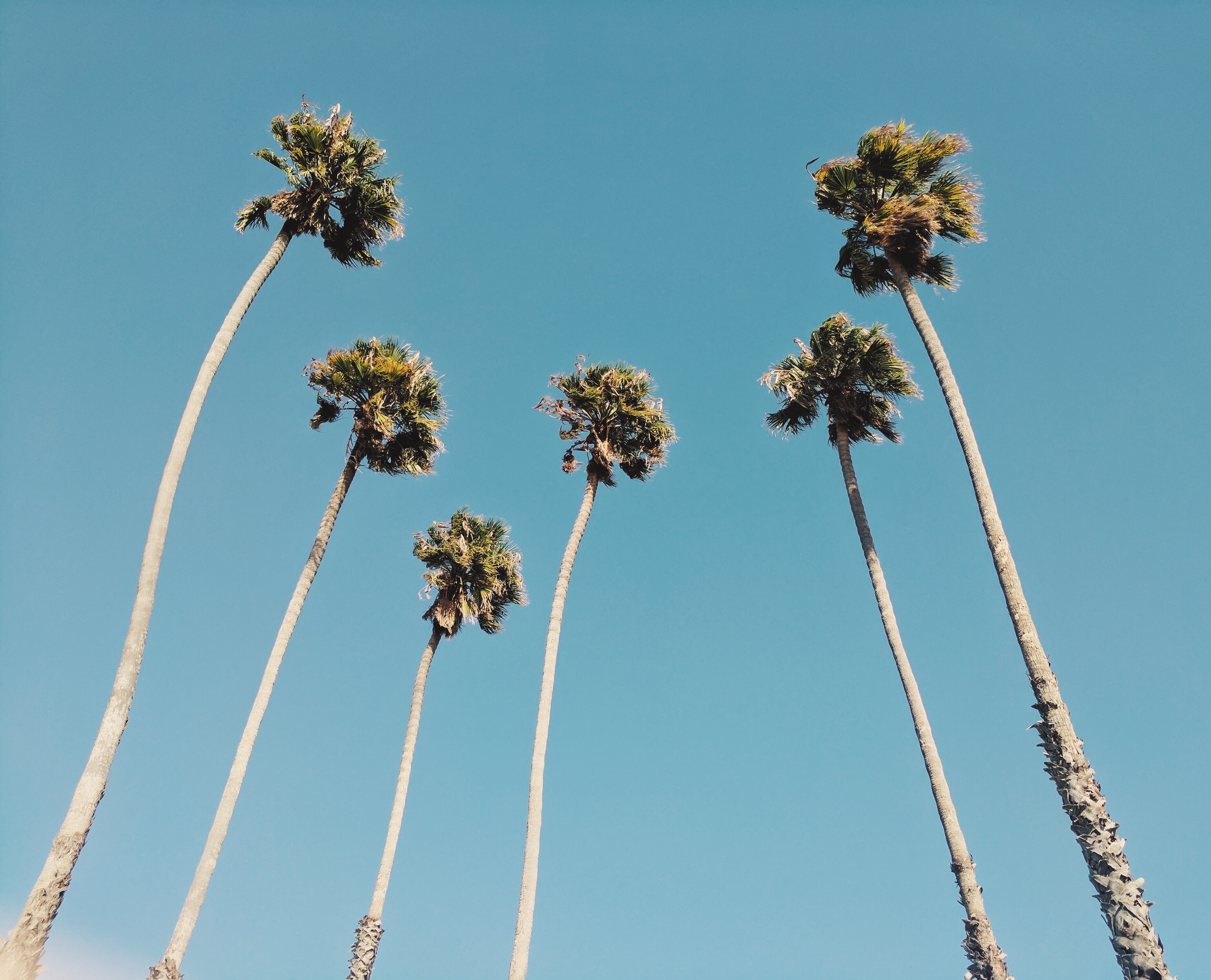 Wallpaper California Palm Trees Wallpapers