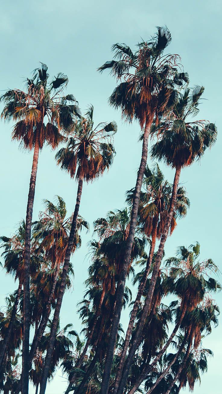 Wallpaper California Palm Trees Wallpapers