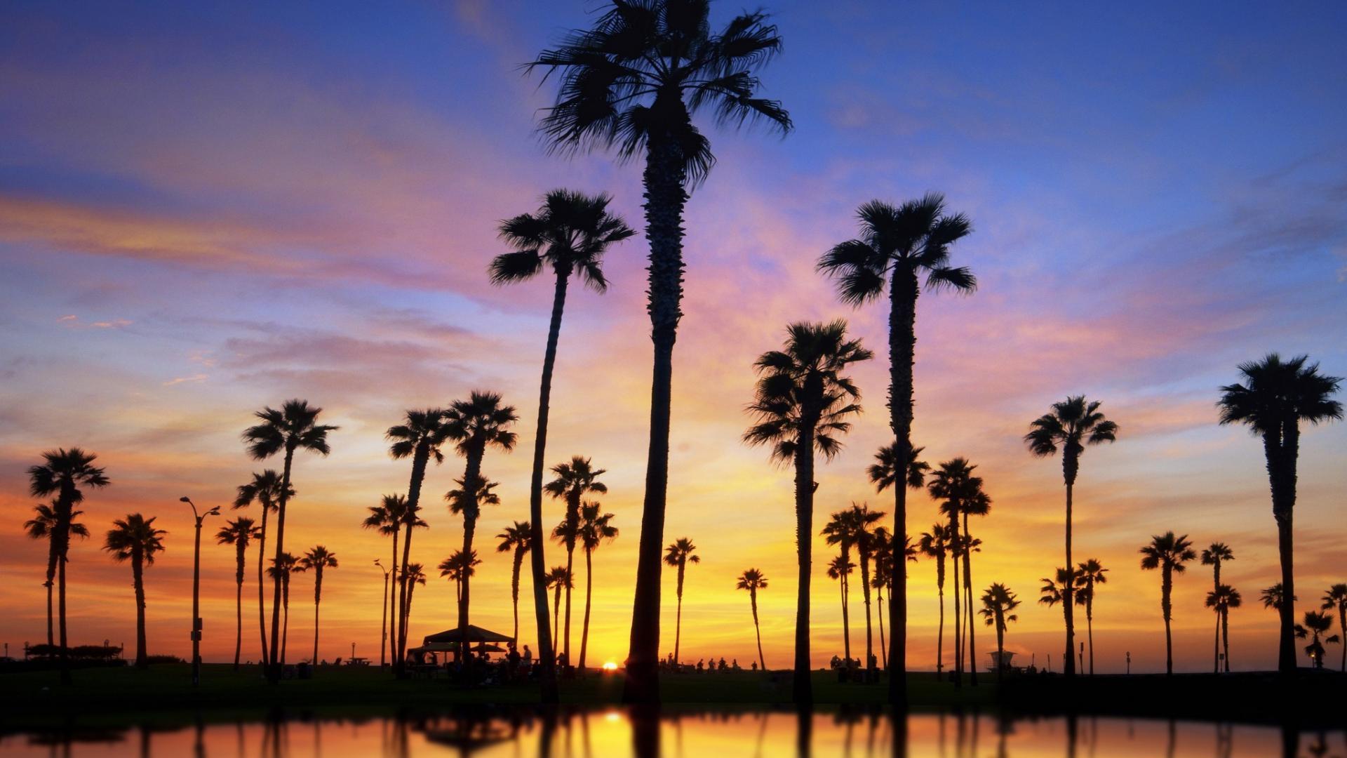 Wallpaper California Palm Trees Wallpapers