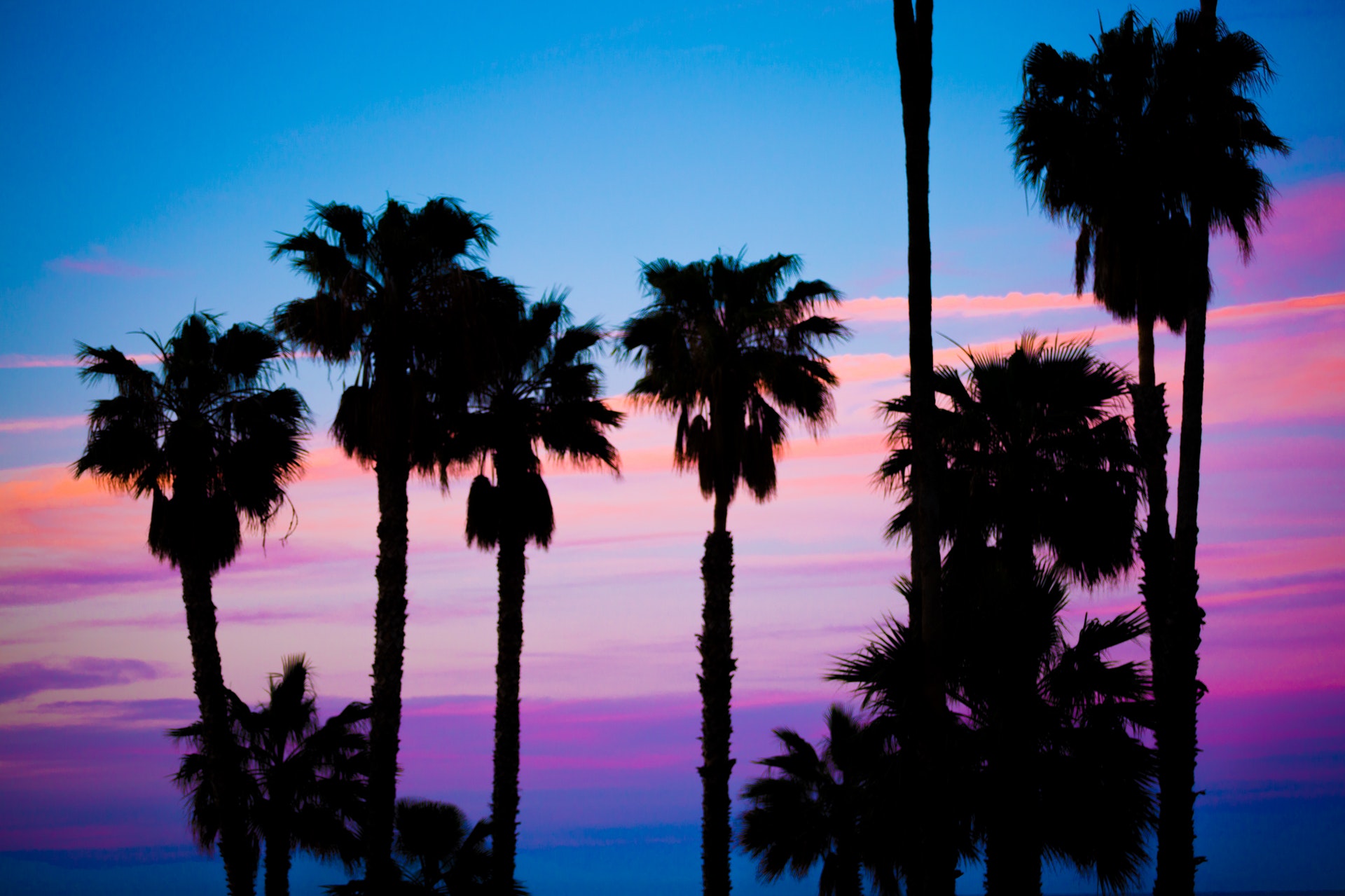 Wallpaper California Palm Trees Wallpapers