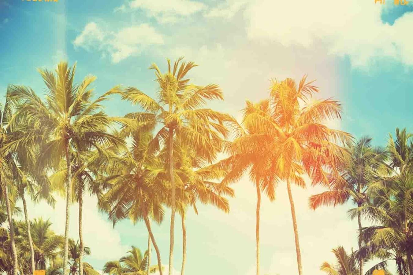 Wallpaper California Palm Trees Wallpapers