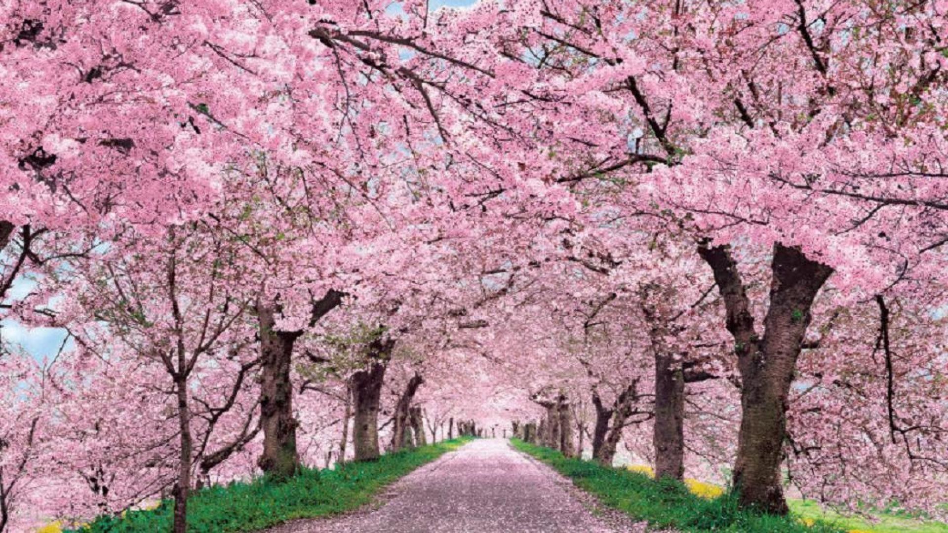 Wallpaper Cherry Blossom Japan Wallpapers