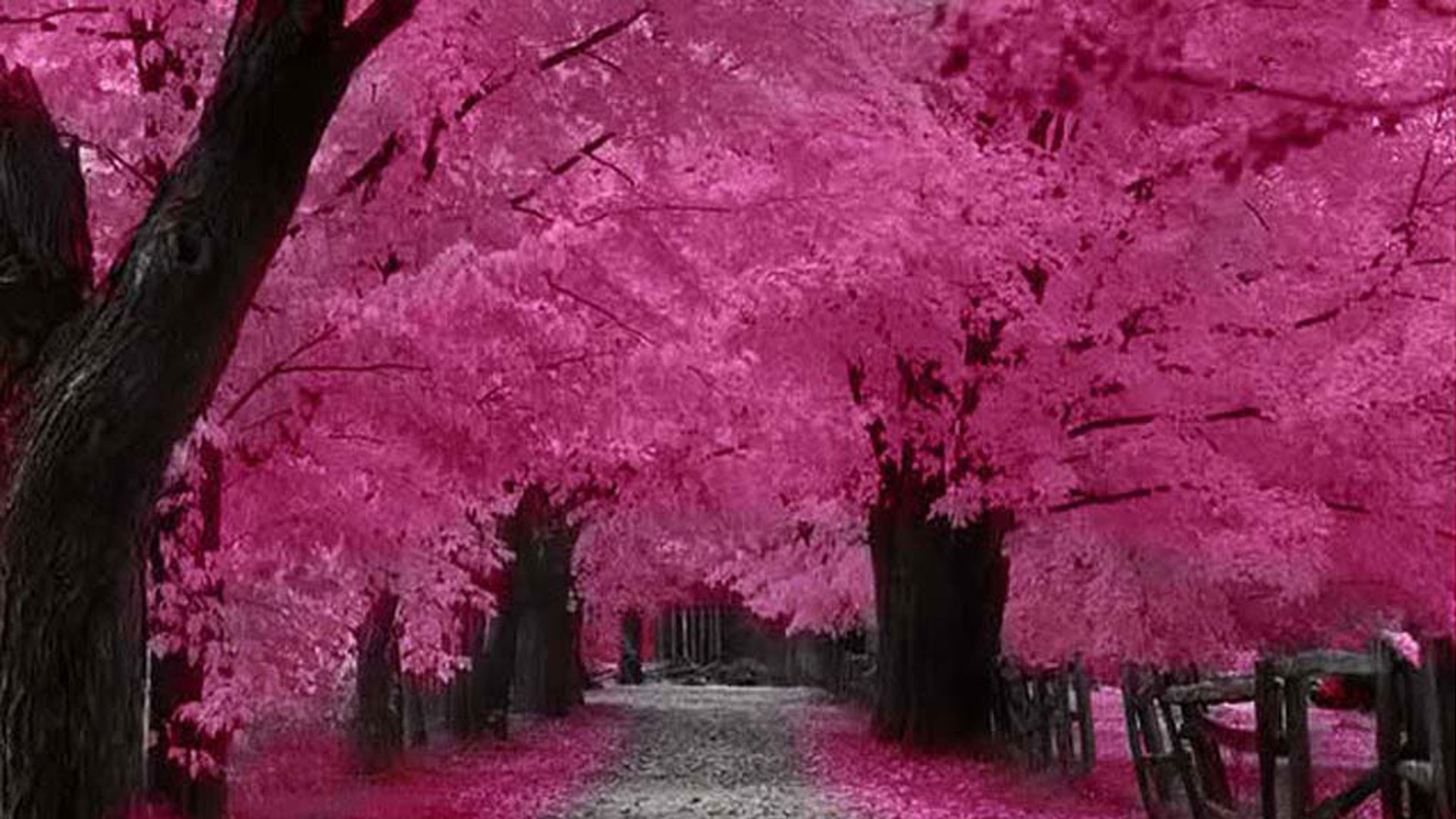 Wallpaper Cherry Blossom Japan Wallpapers