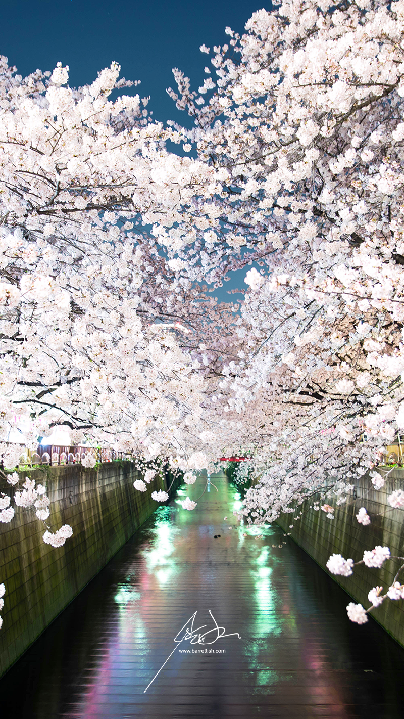 Wallpaper Cherry Blossom Japan Wallpapers