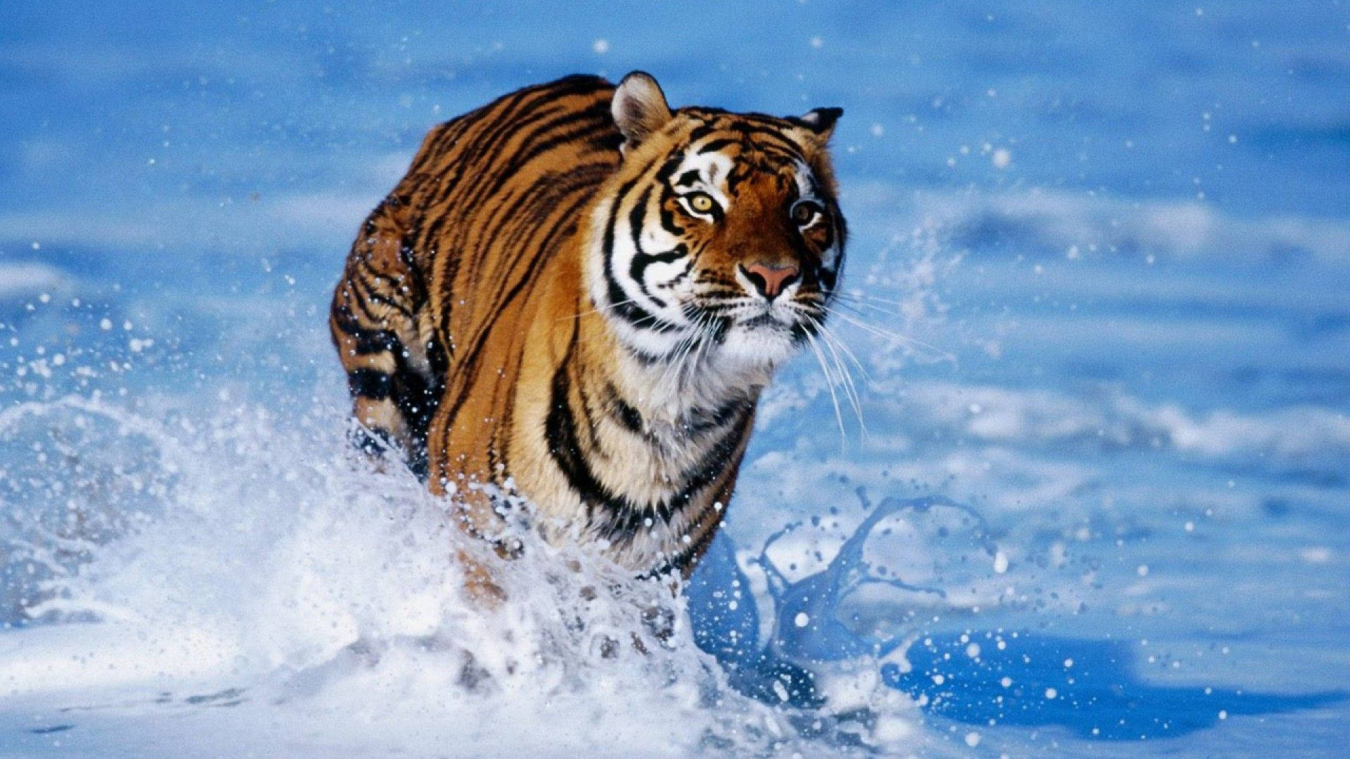 Wallpaper Cool Tigers Wallpapers