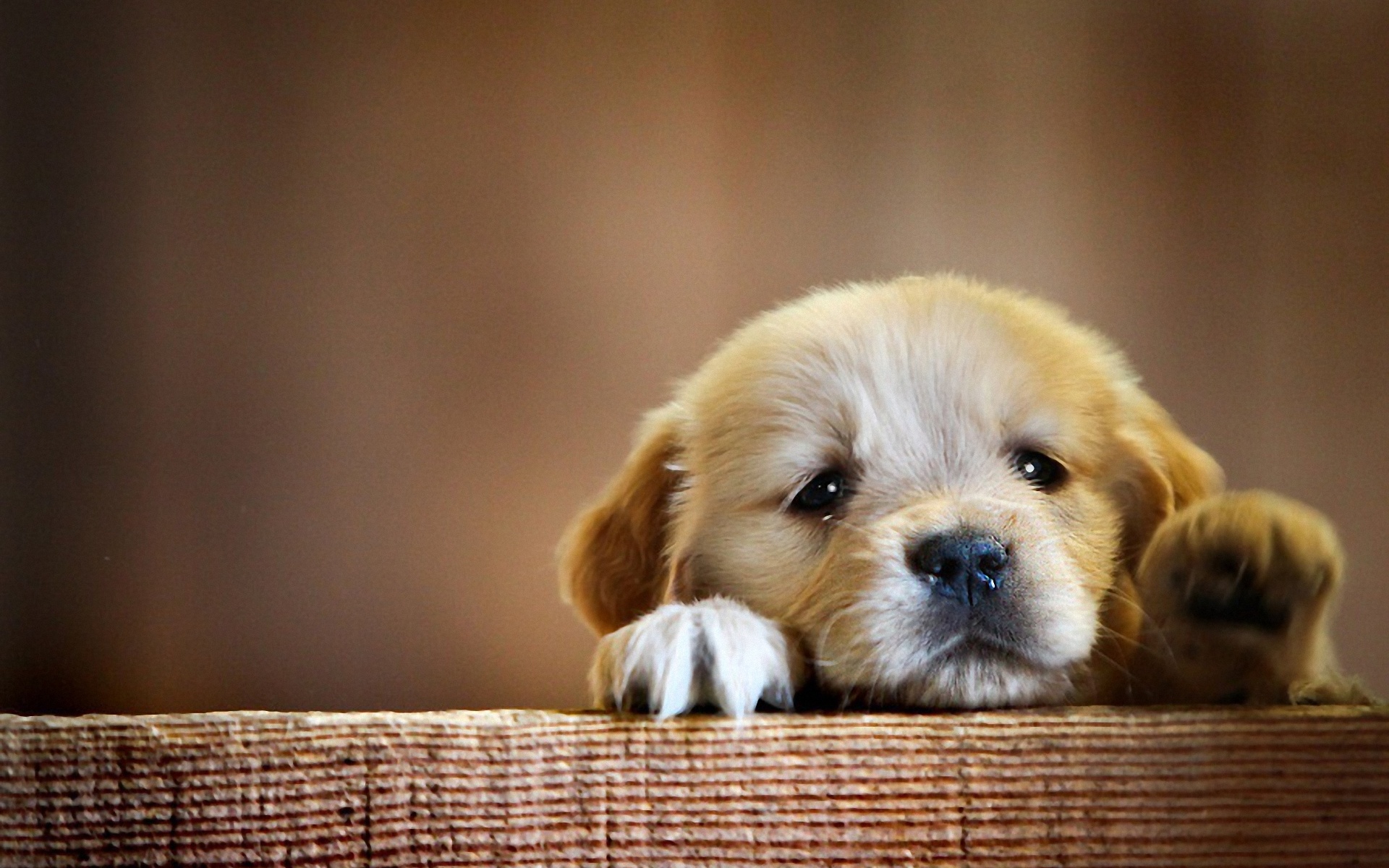 Wallpaper Cute Puppies Wallpapers