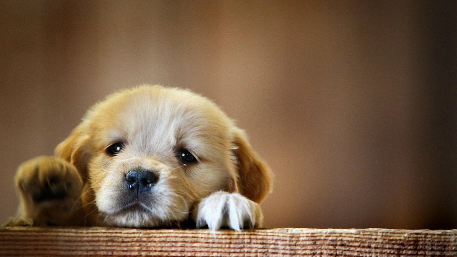 Wallpaper Cute Puppies Wallpapers