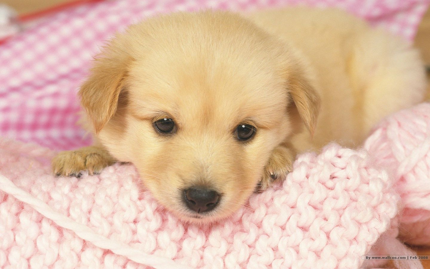 Wallpaper Cute Puppies Wallpapers