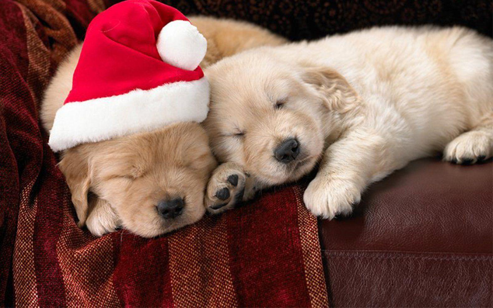 Wallpaper Cute Puppies Wallpapers