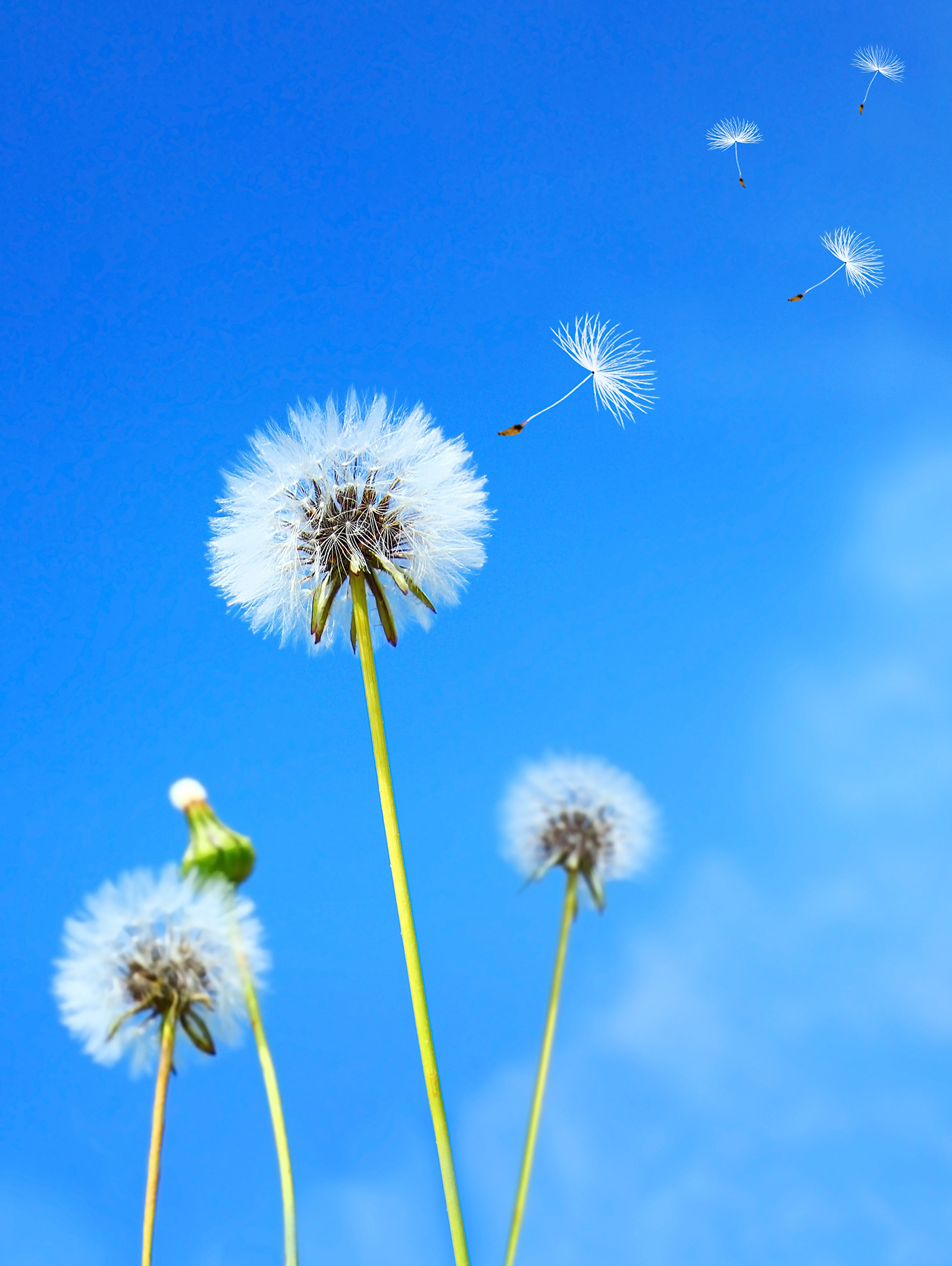 Wallpaper Dandelion Flower Wallpapers