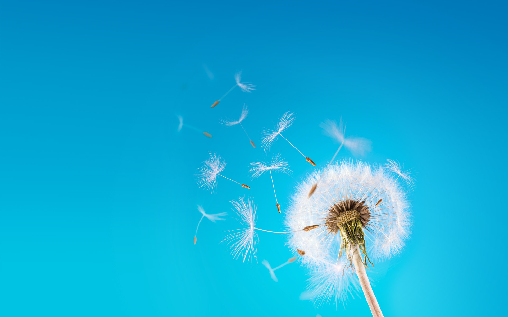 Wallpaper Dandelion Flower Wallpapers