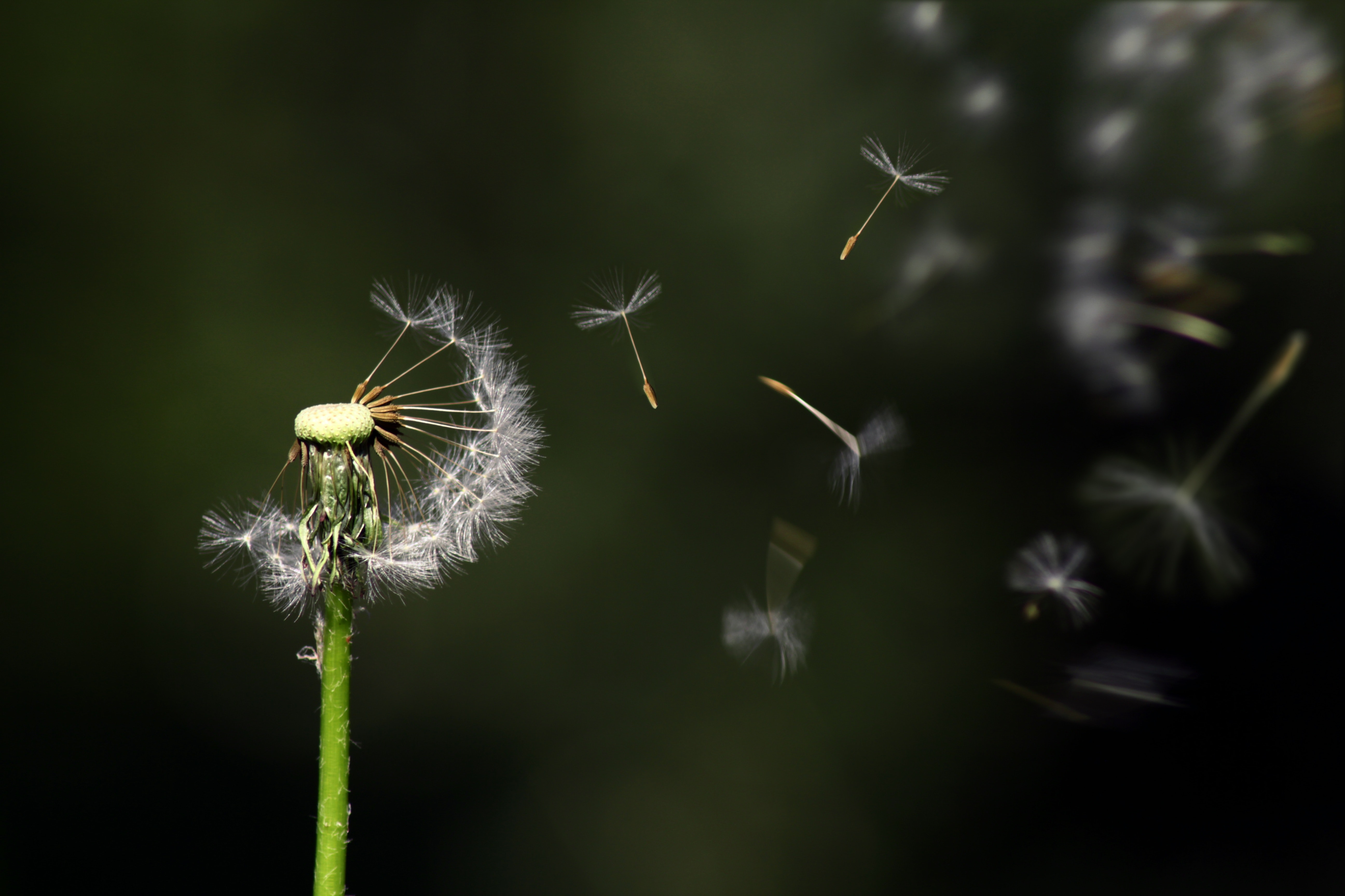 Wallpaper Dandelion Flower Wallpapers