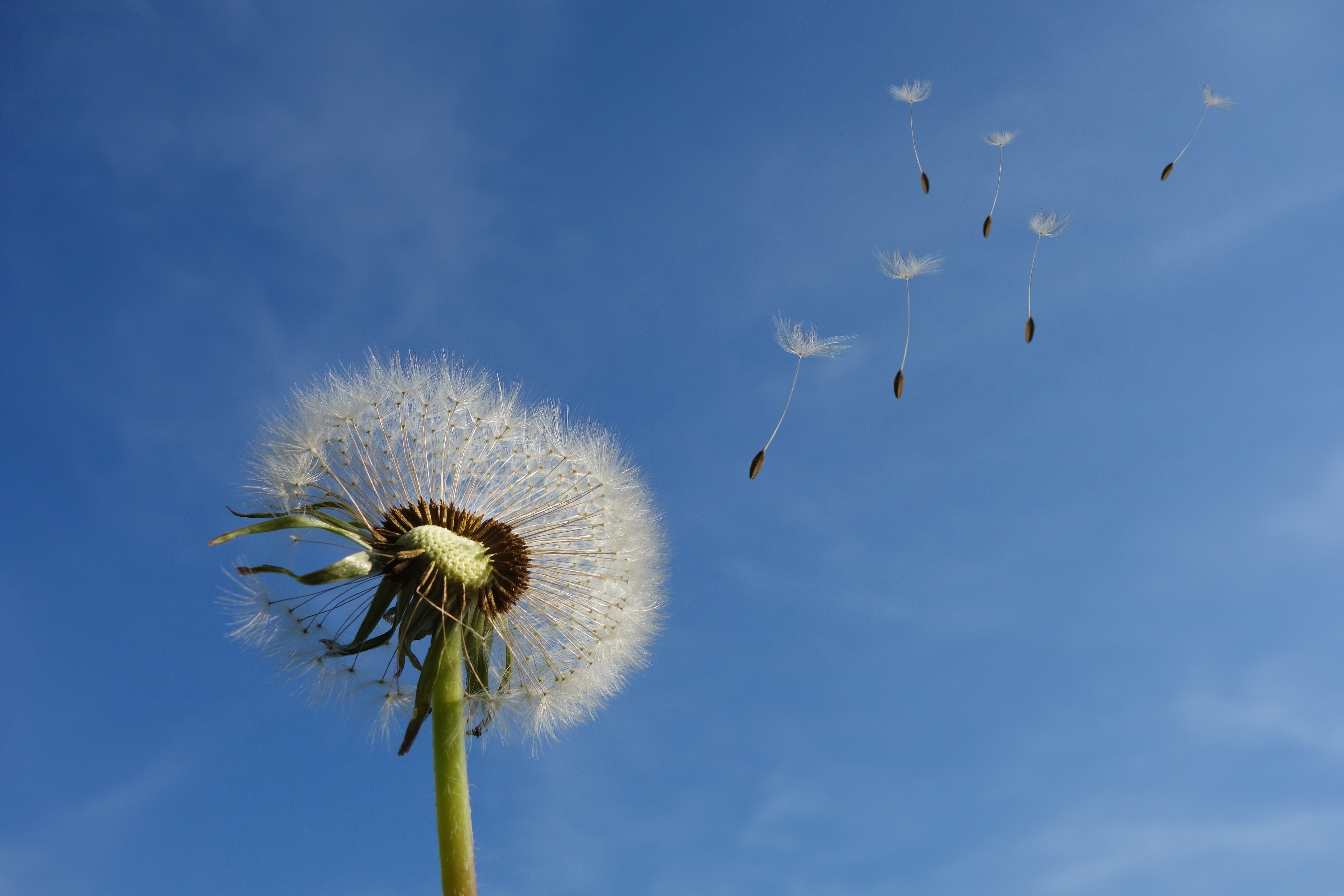 Wallpaper Dandelion Flower Wallpapers