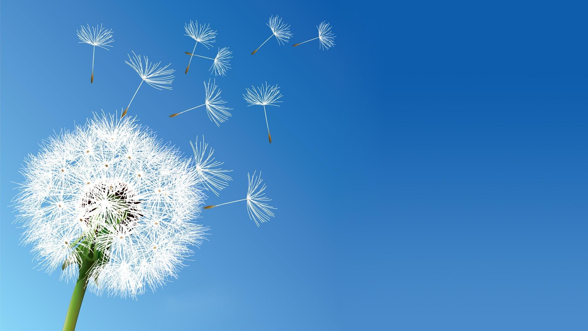 Wallpaper Dandelion Flower Wallpapers