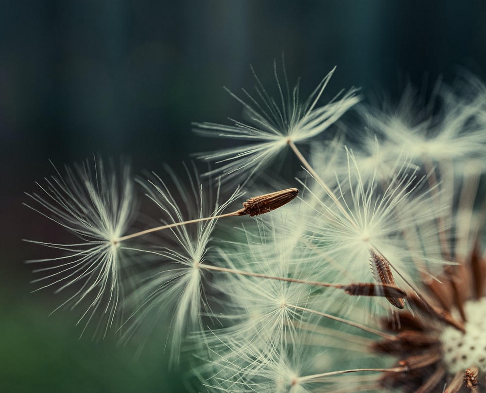 Wallpaper Dandelion Flower Wallpapers