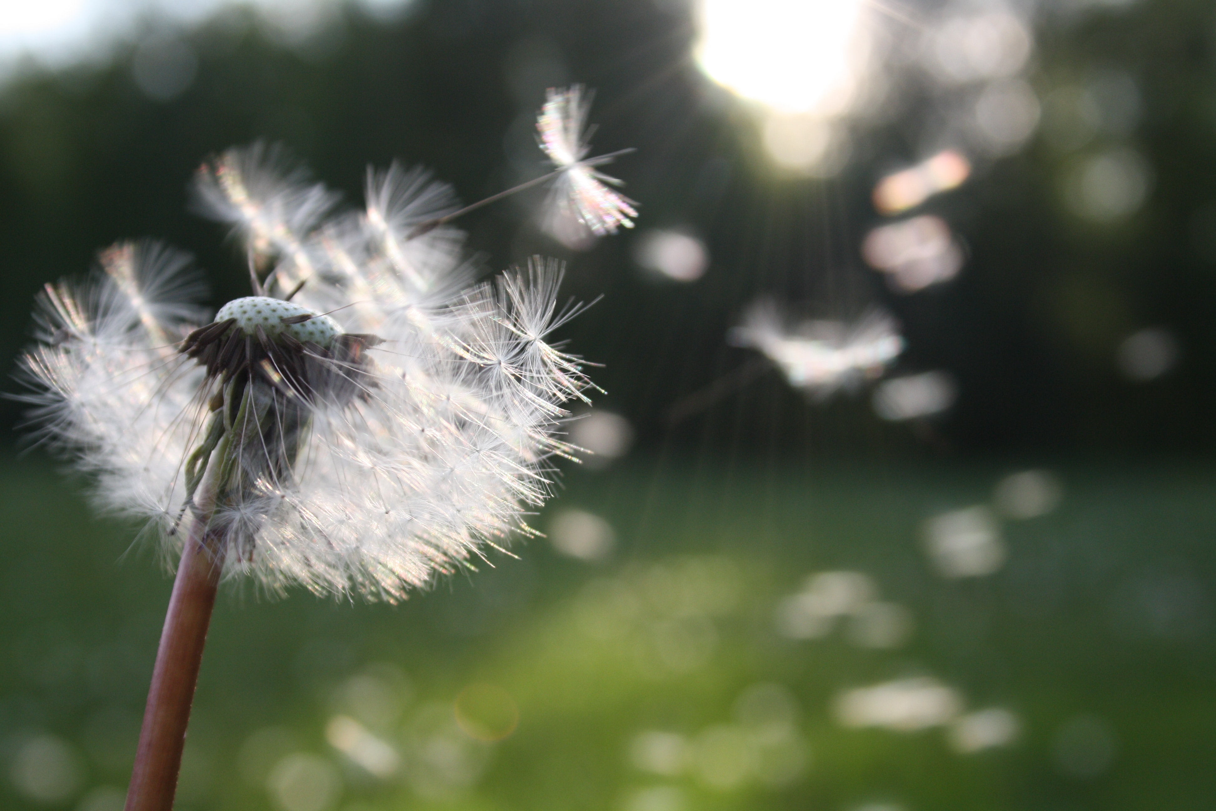 Wallpaper Dandelion Flower Wallpapers