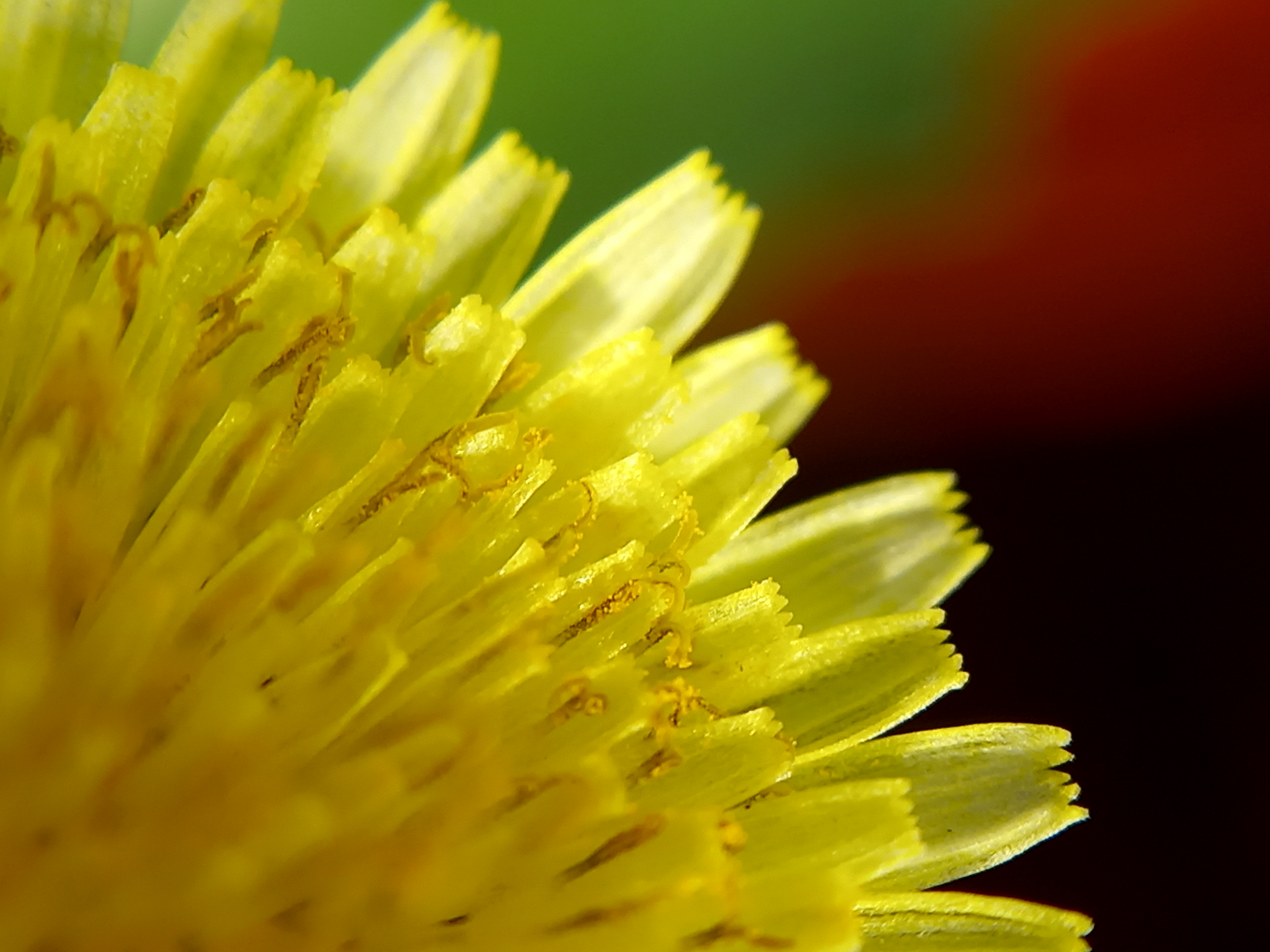 Wallpaper Dandelion Flower Wallpapers