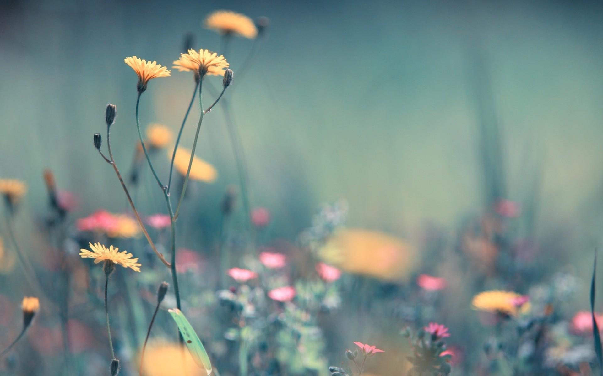 Wallpaper Dandelion Flower Wallpapers